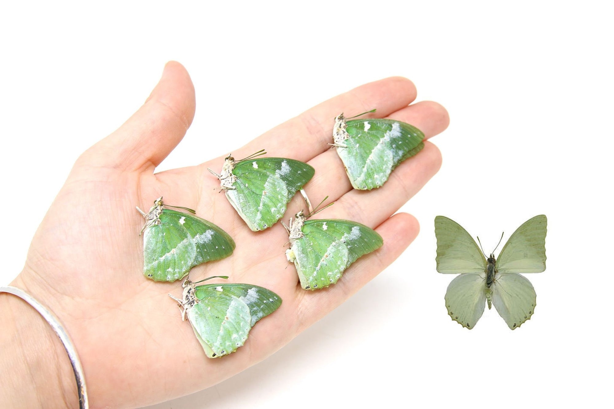 Five (5) Charaxes subornatus, Ornate Green A1 Real Dry-Preserved Butterflies, Unmounted Entomology Taxidermy Specimens