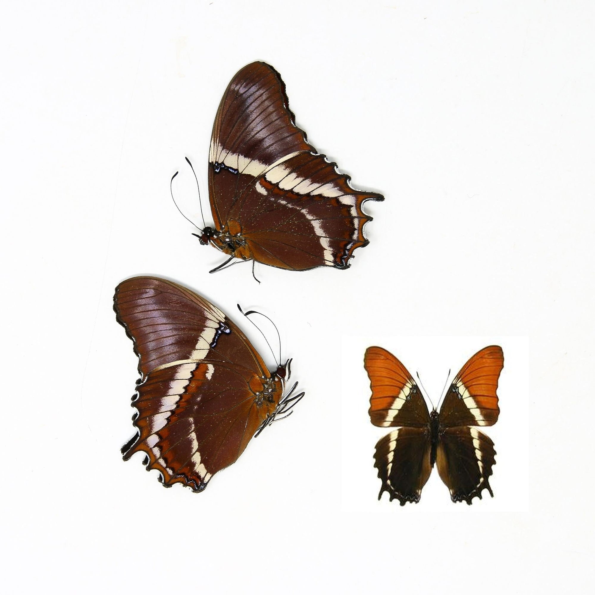 Two (2) Siproeta epaphus, "Rusty-Tipped Page" A1 Real Dry-Preserved Butterflies, Unmounted Entomology Taxidermy Specimens