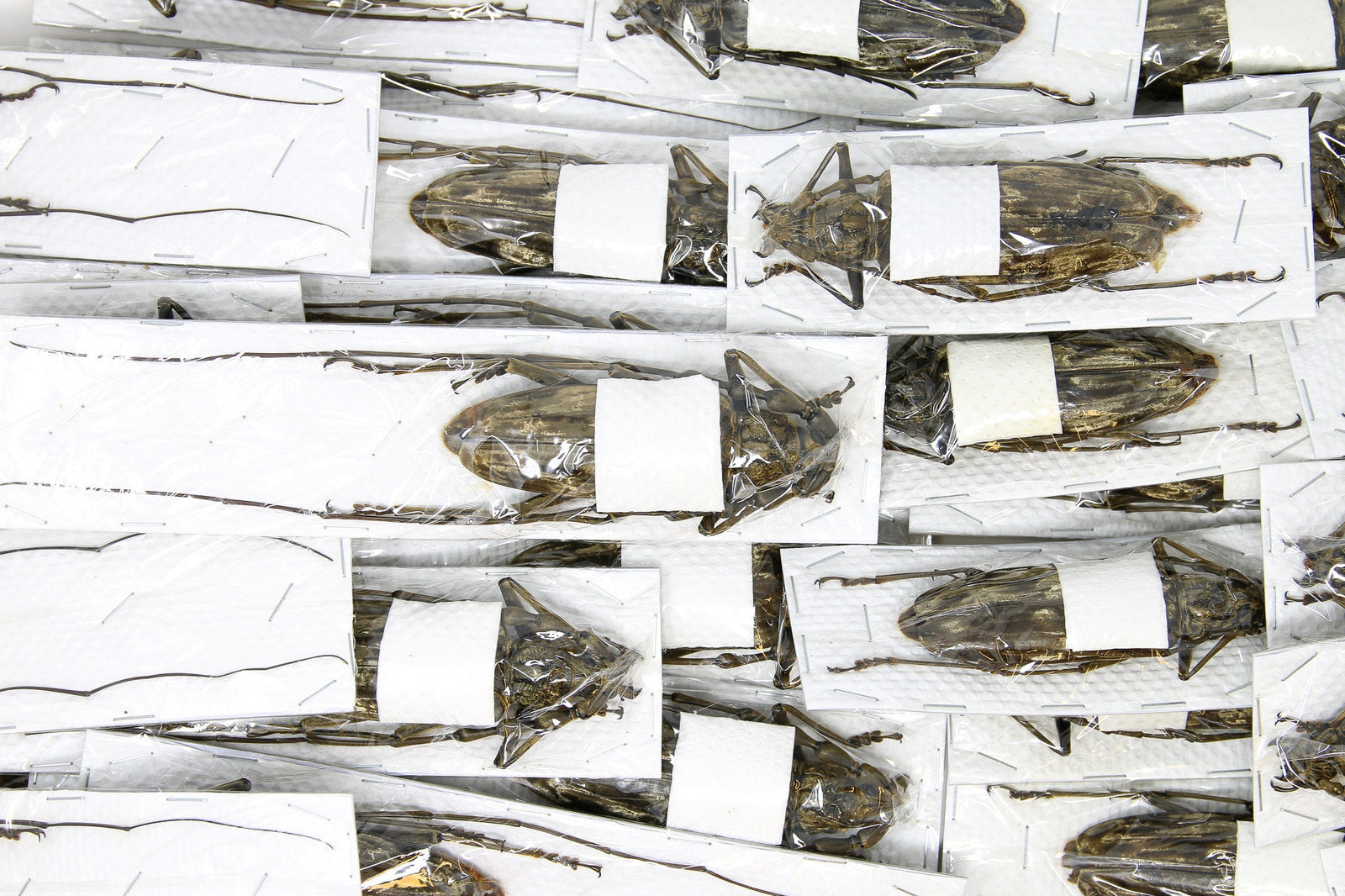 5 Pairs x Giant Velvet Longhorned Beetles (Neocerambyx gigas) A1, Lrg - XL (Wholesale)