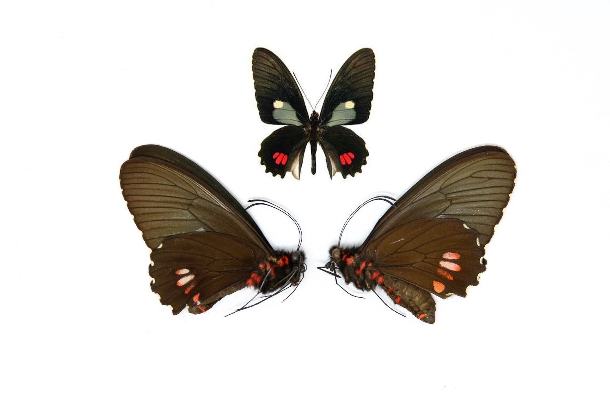 Two (2) Parides erithalion "Variable Cattleheart" A1 Real Dry-Preserved Butterflies, Unmounted Entomology Taxidermy Specimens
