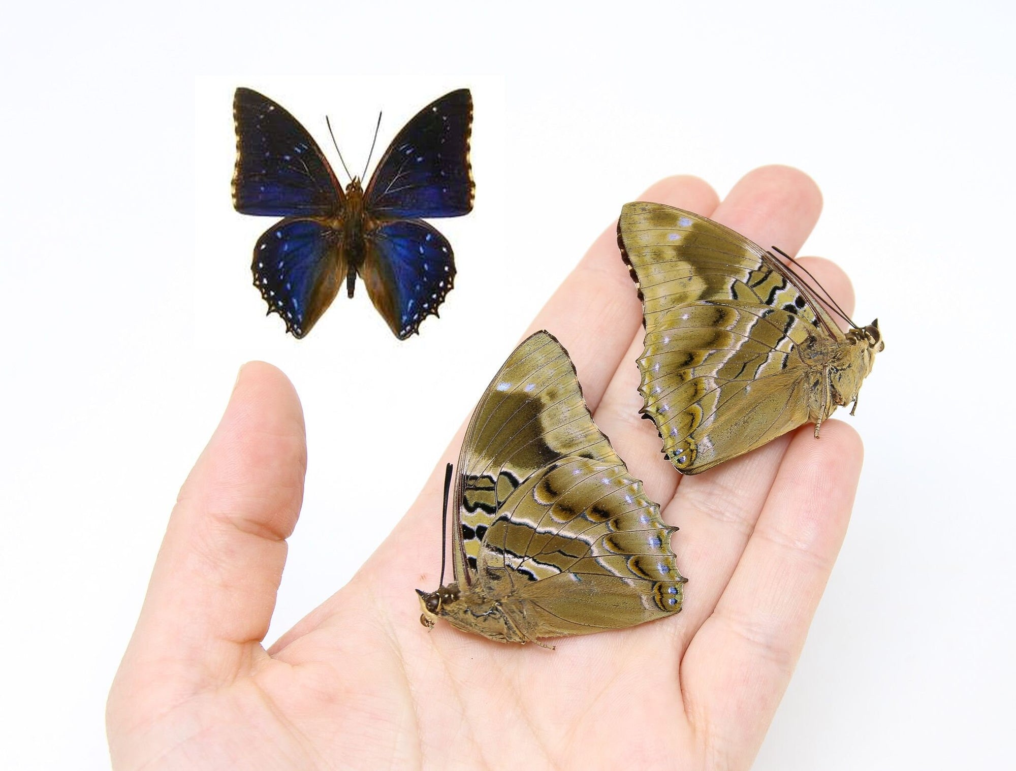 Two (2) Charaxes numenes, "Lesser Blue Charaxes" A1 Real Dry-Preserved Butterflies, Unmounted Entomology Taxidermy Specimens