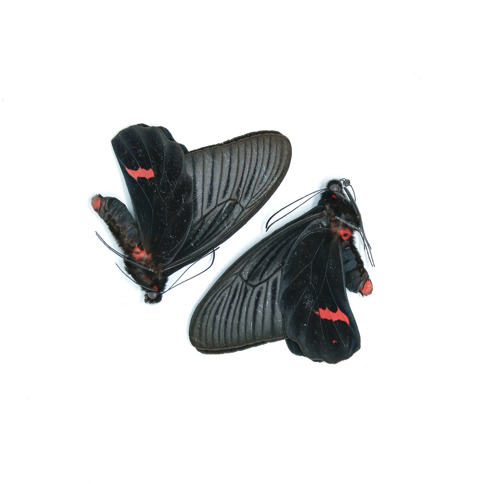 Two (2) Atrophaneura dixoni, A1 Real Dry-Preserved Butterflies, Unmounted Entomology Taxidermy Specimens