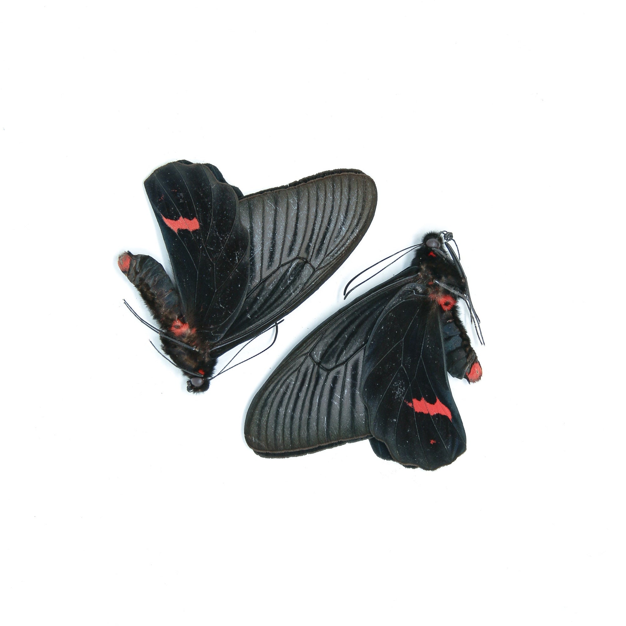 Two (2) Atrophaneura dixoni, A1 Real Dry-Preserved Butterflies, Unmounted Entomology Taxidermy Specimens