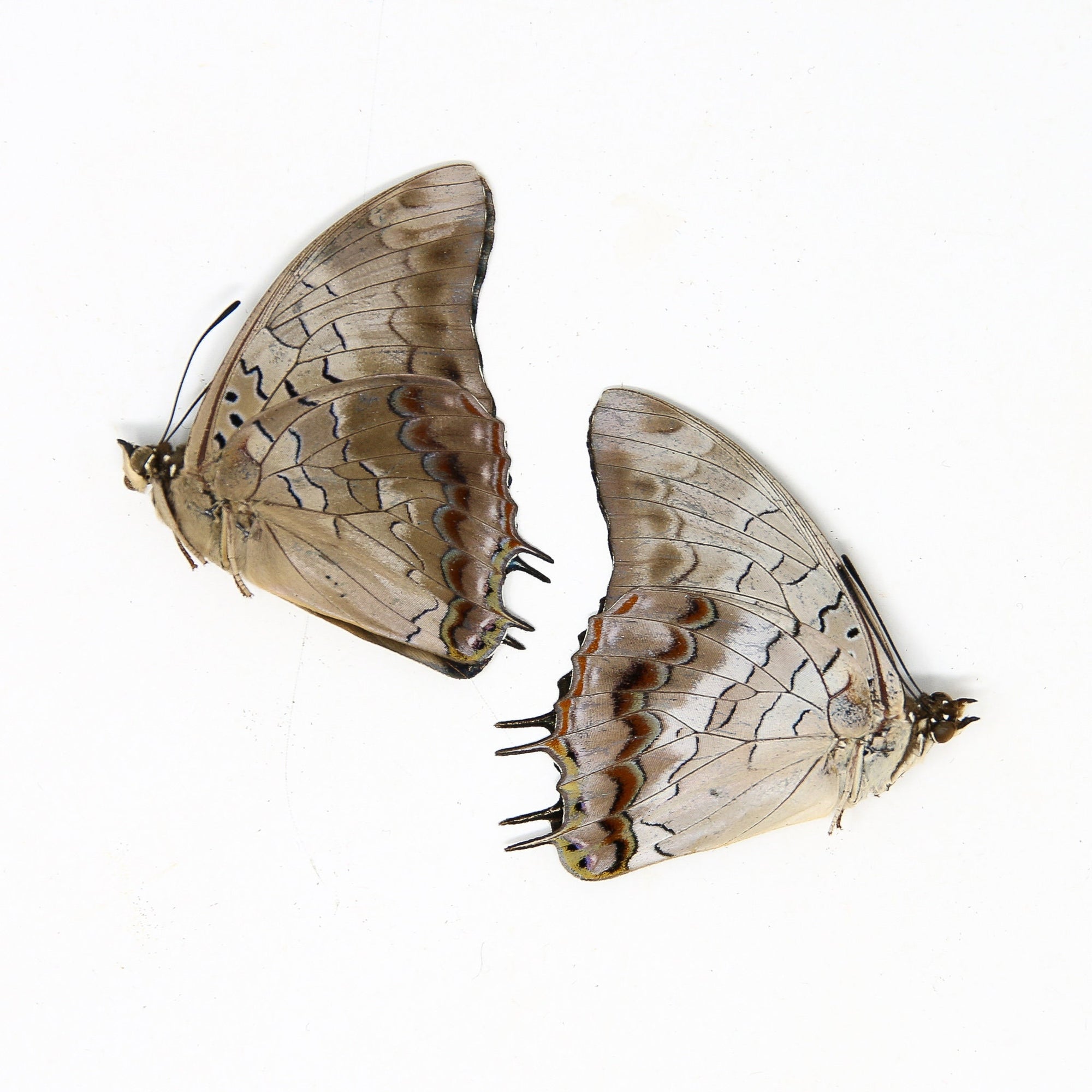 Two (2) Charaxes etheocles "Demon Charaxes" A1 Real Dry-Preserved Butterflies, Unmounted Entomology Taxidermy Specimens