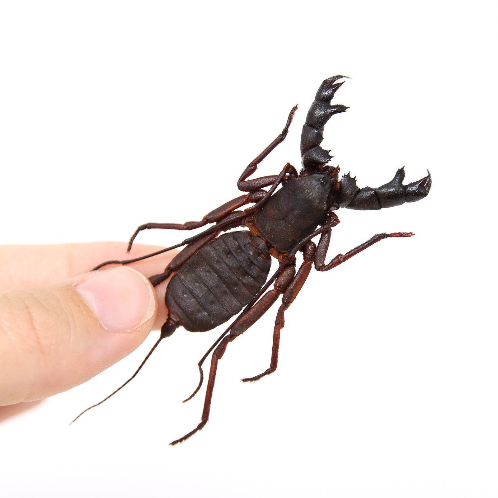 2 x WHIP Scorpion Vinegaroons (Hypoctonus rangunensis) A1 Entomology Taxidermy Specimens