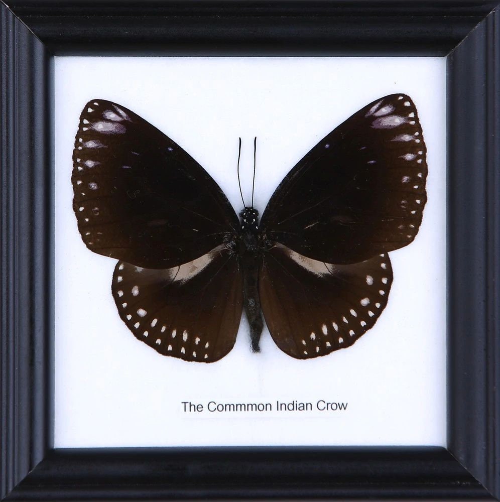 The Common Indian Crow | Real Butterfly Mounted Under Glass, Wall Hanging Home Décor Framed 5 x 5 In. Gift Boxed