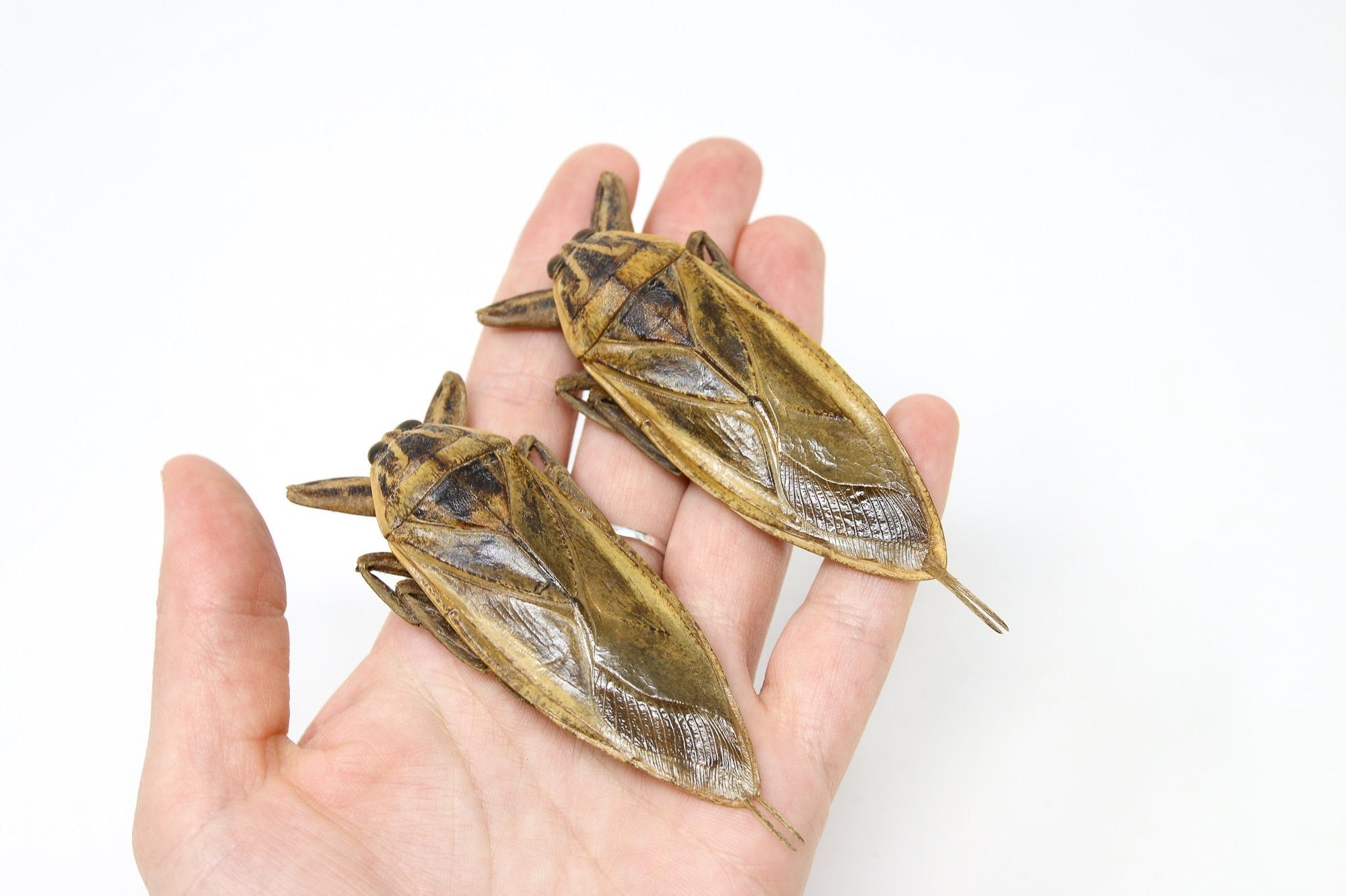 2 x Thai Giant Water Bug 3.5" (Lethocerus grandis) Belostomatidae Specimens A1 Quality Real Insect Entomology