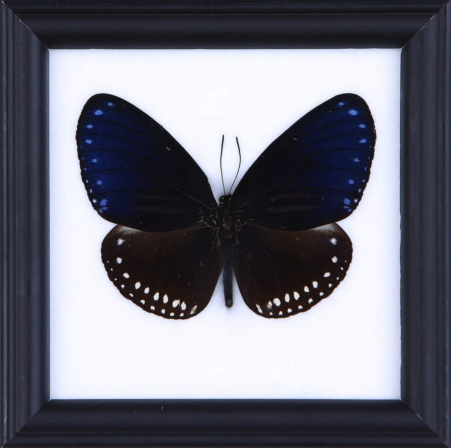 The Striped Blue Crow | Real Butterfly Mounted Under Glass, Wall Hanging Home Décor Framed 5 x 5 In. Gift Boxed