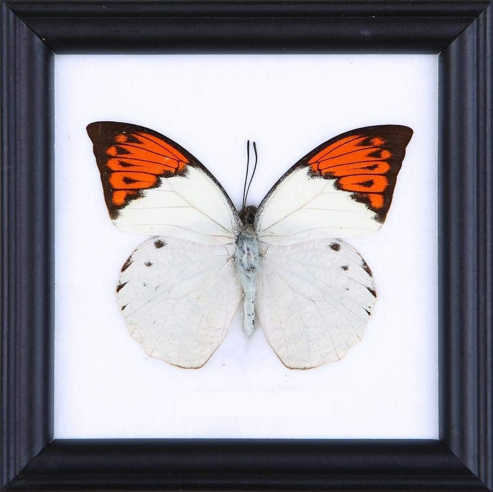 WHOLESALE PACK (12 FRAMES) The Great Orange Tip | Real Butterfly Mounted Under Glass, Wall Hanging Home Décor Framed 5 x 5 In. Gift Boxed