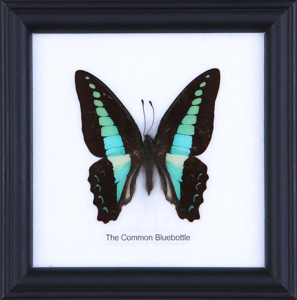 12 X WHOLESALE PACK Framed Common Bluebottle Butterflies Wall Hanging Frame Home Décor 5 x 5 In. Gift Boxed
