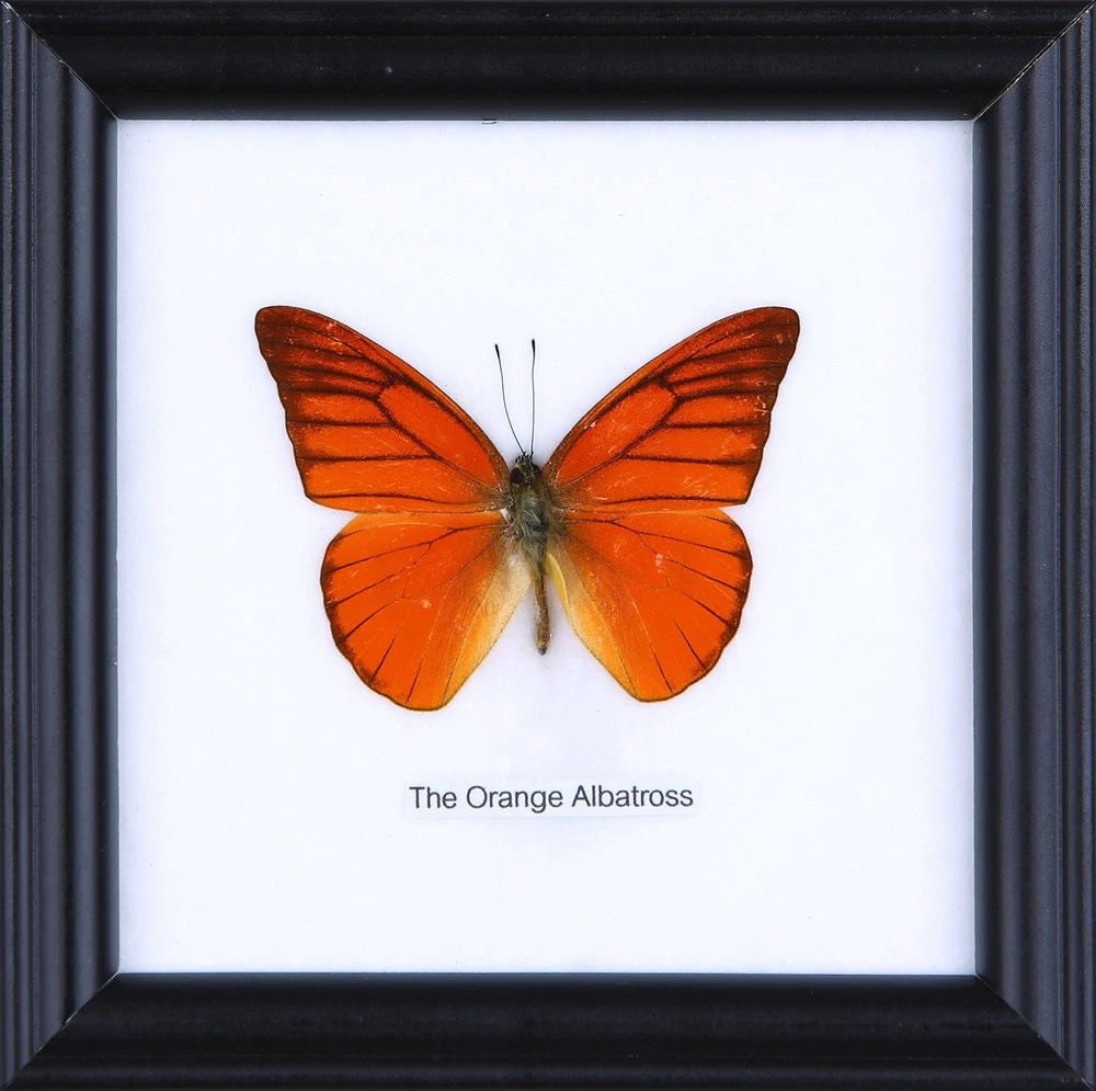 WHOLESALE PACK (12 FRAMES) The Orange Albatross | Real Butterfly Mounted Under Glass, Wall Hanging Home Décor Framed 5 x 5 In. Gift Boxed