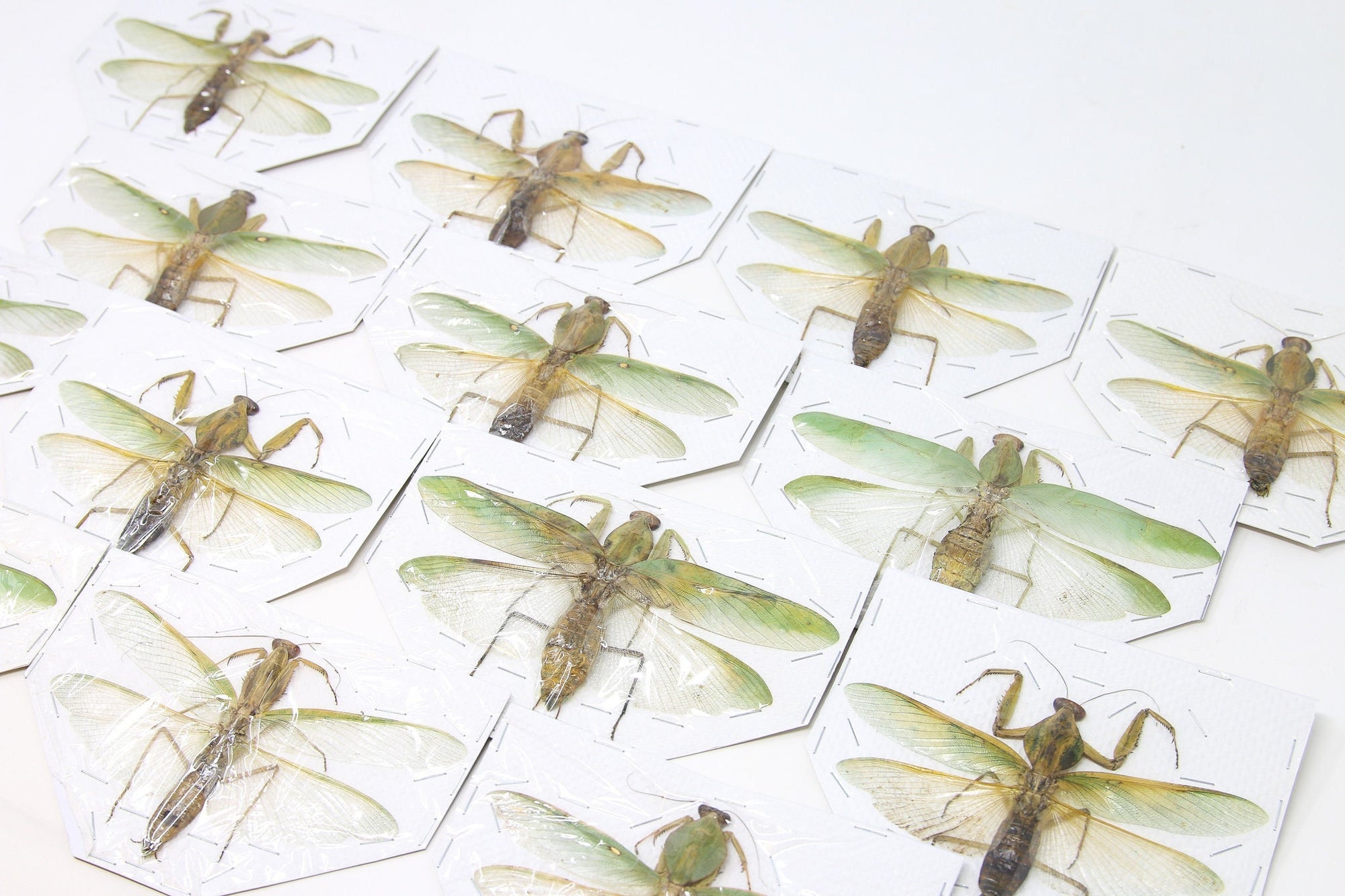 Wings Spread Praying Mantis (Thailand sp.) | A1 Entomology Spread Specimens