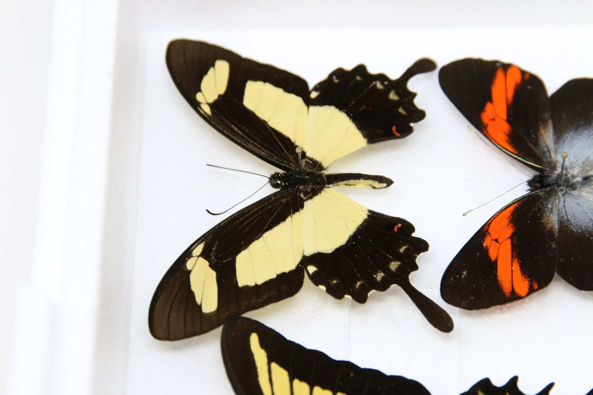Pinned Tropical Butterflies, A1 Real Butterfly Pinned Set Specimens, Entomology Taxidermy (#BUT82)