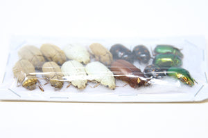 Mixed Assorted Insects Bug Collection, A1 Quality Real Dry-Preserved Specimens, Entomology Taxidermy Curiosities (LOT*107)