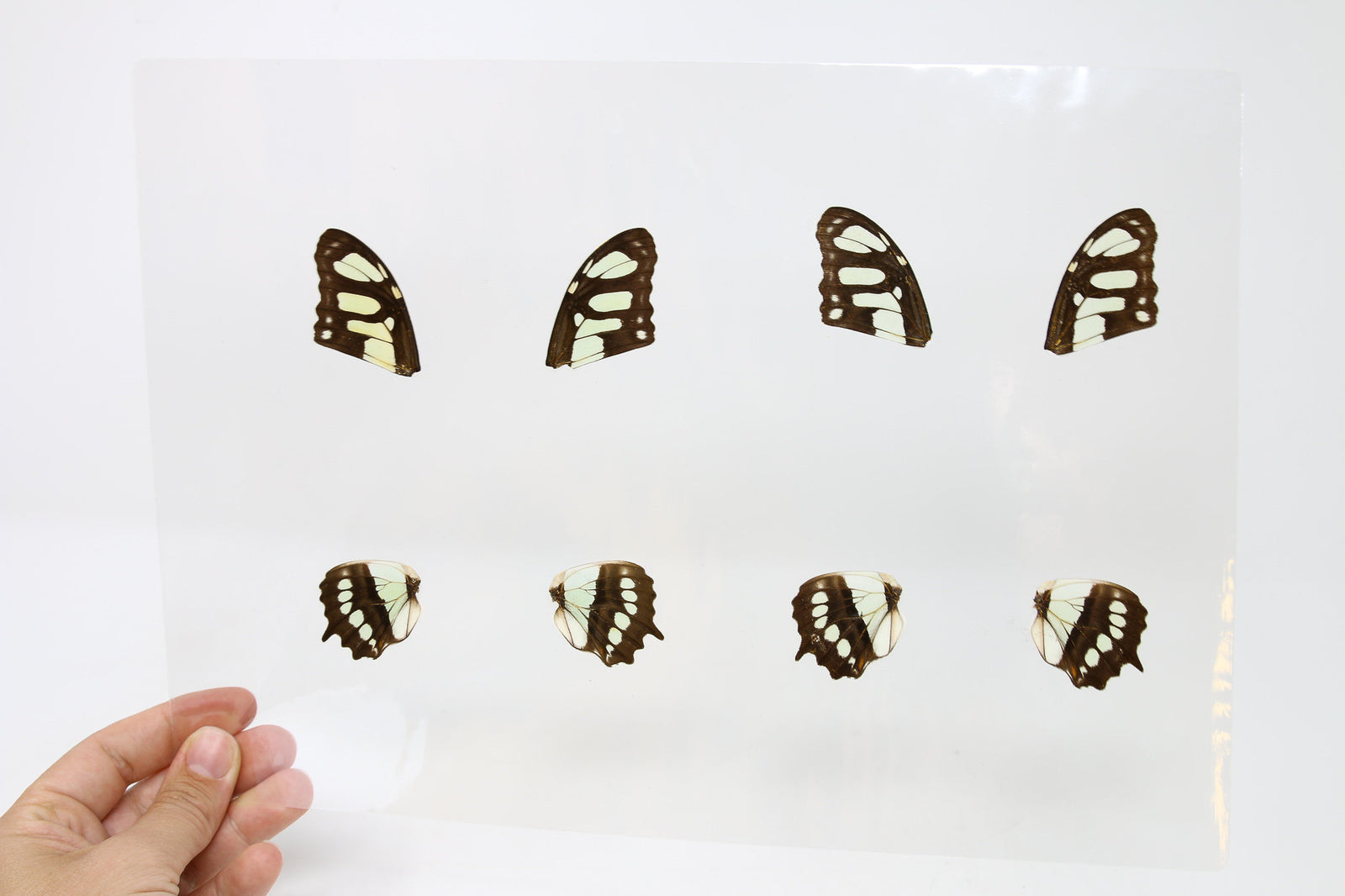 Laminated Sheet 8 Wings of Malachite Brush-footed Butterflies, Siproeta stelenes | A4 Glossy 150 microns 216x303mm