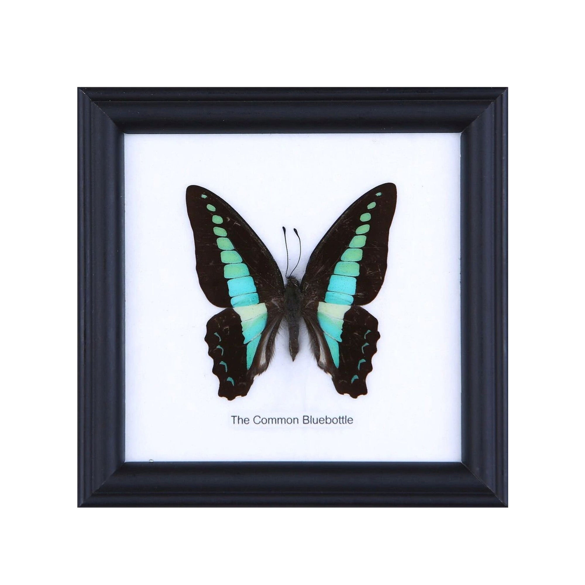 12 FRAMES (FOR RESELLERS) The Common Bluebottle Butterflies Wall Hanging Frame Home Décor 5 x 5 In. Gift Boxed. Wholesale