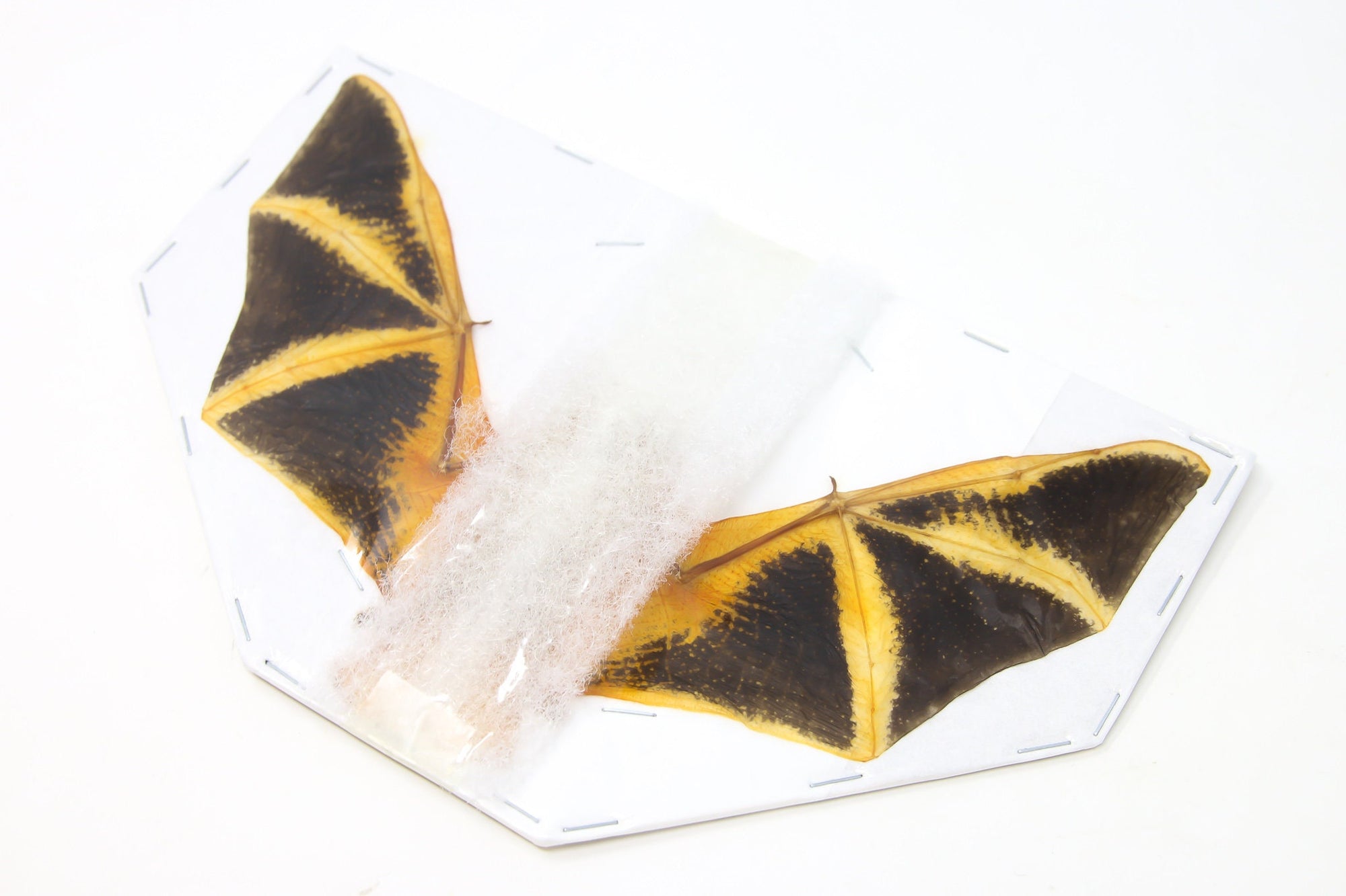 Painted Bat Taxidermy (Kerivoula picta) | A1 Spread Specimen | Indonesia Java | Dry-Preserved Taxidermy