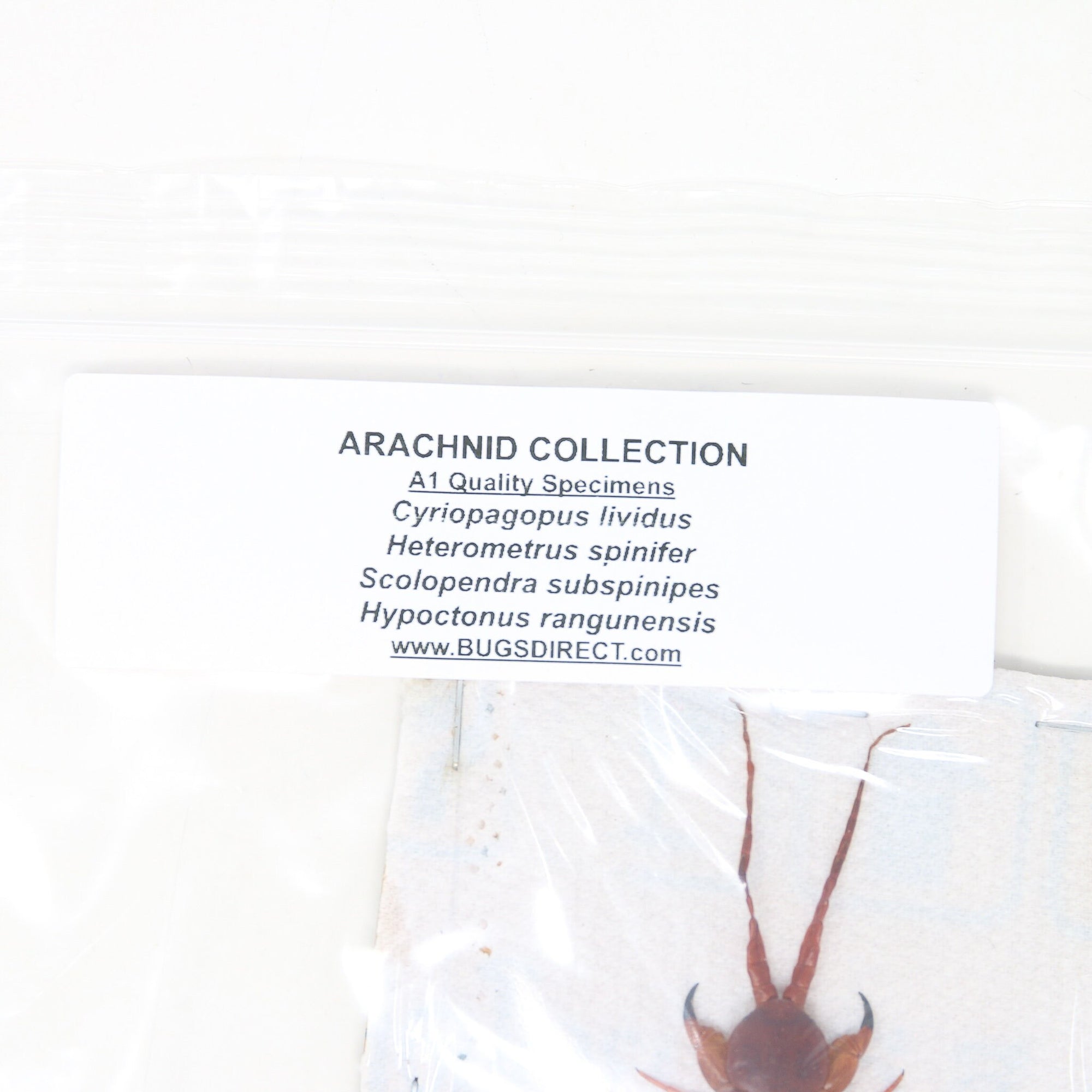 Arachnid Collection x Blue Bird-EatingTarantula, Giant Forest Scorpion, Giant Centipede Scolopendra, Whip Scorpion | A1 Taxidermy Specimens