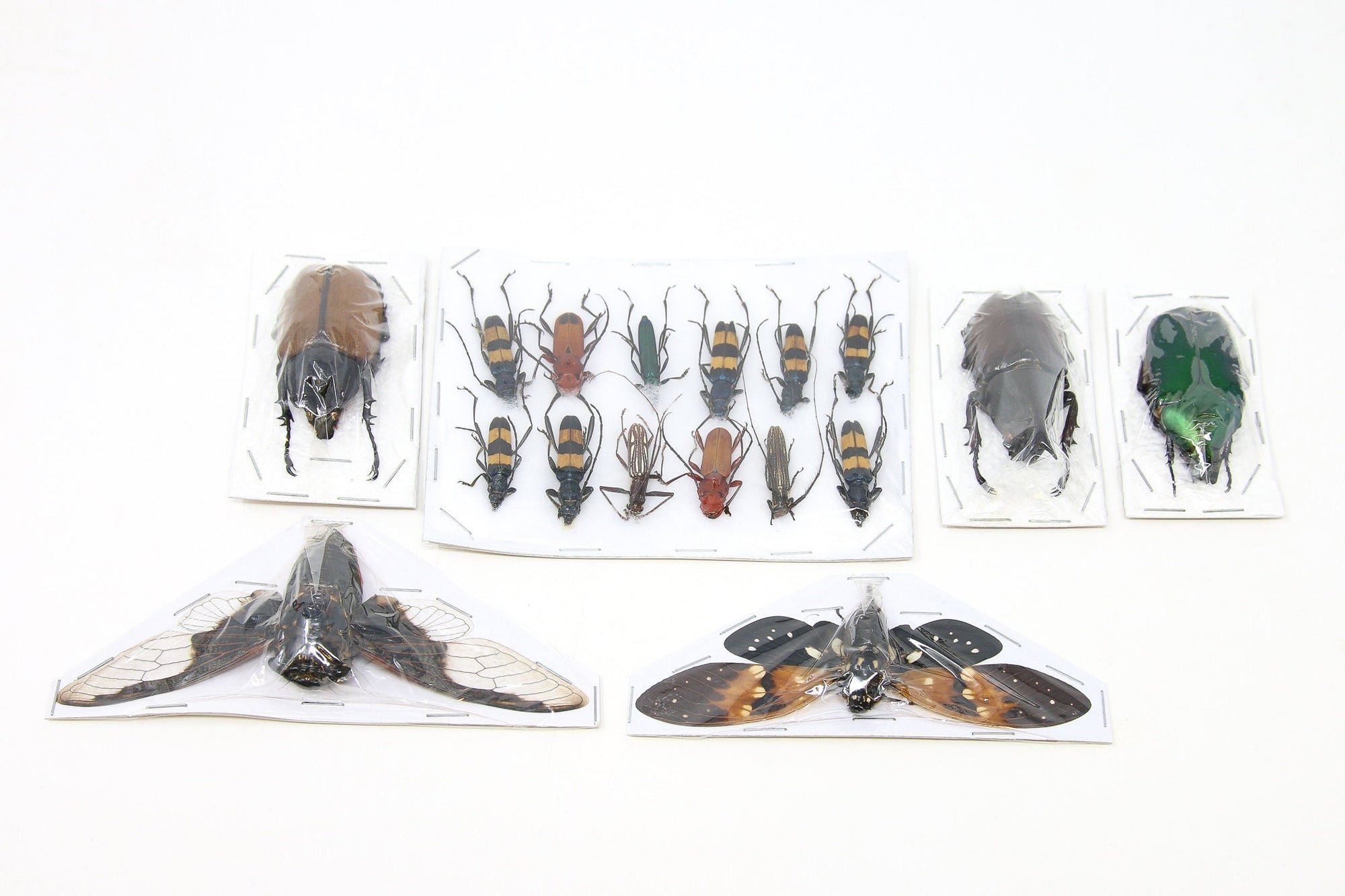 Mixed Assorted Insects Bug Collection, A1 Quality Real Dry-Preserved Specimens, Entomology Taxidermy Curiosities (LOT*128)