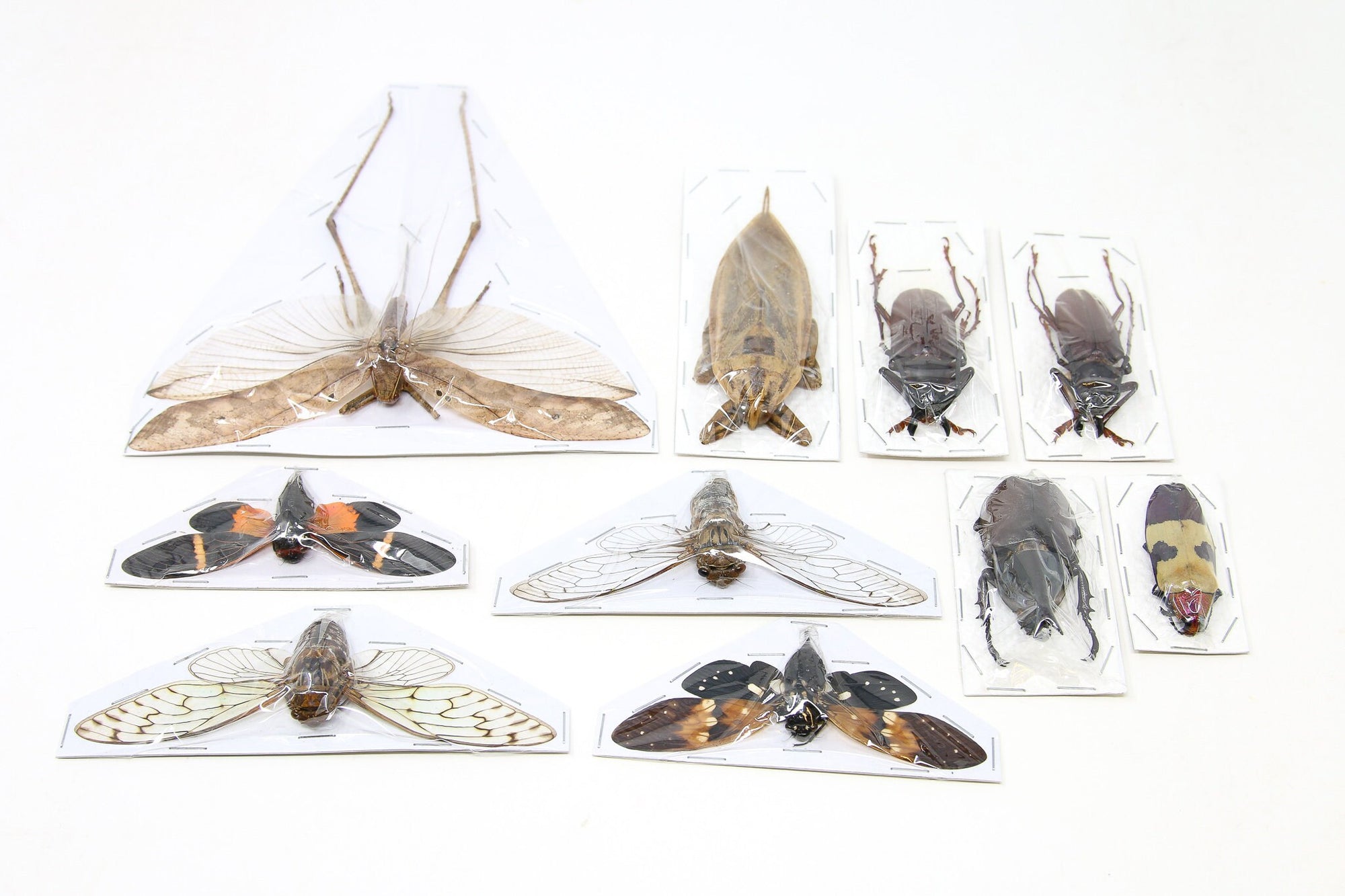 Mixed Assorted Insects Bug Collection, A1 Quality Real Dry-Preserved Specimens, Entomology Taxidermy Curiosities (LOT*014)