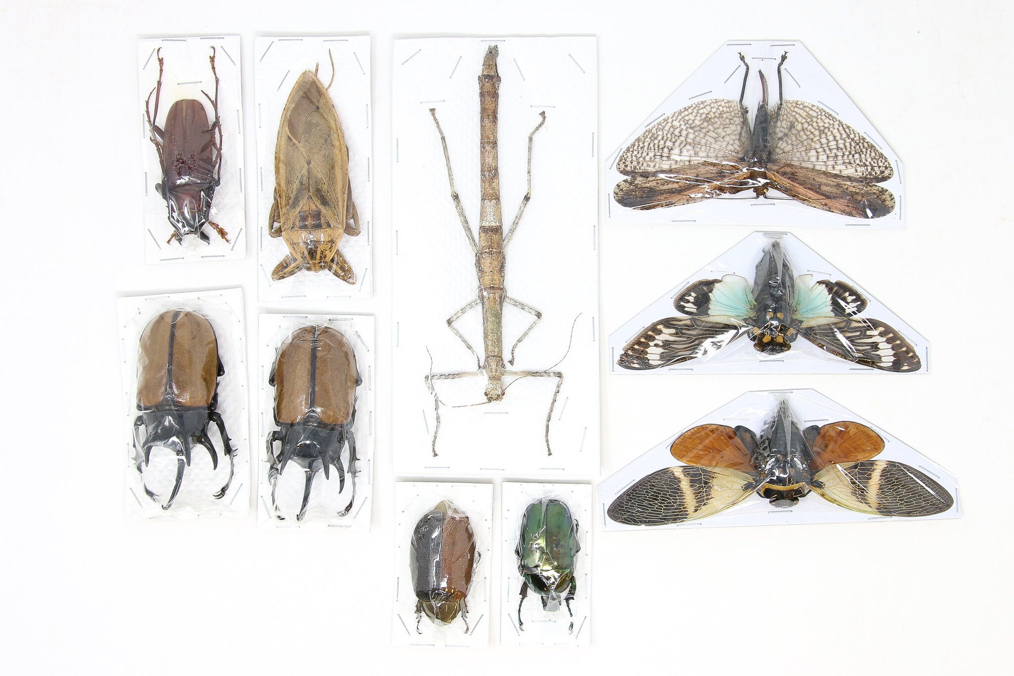 Mixed Assorted Insects Bug Collection, A1 Quality Real Dry-Preserved Specimens, Entomology Taxidermy Curiosities (LOT*009)