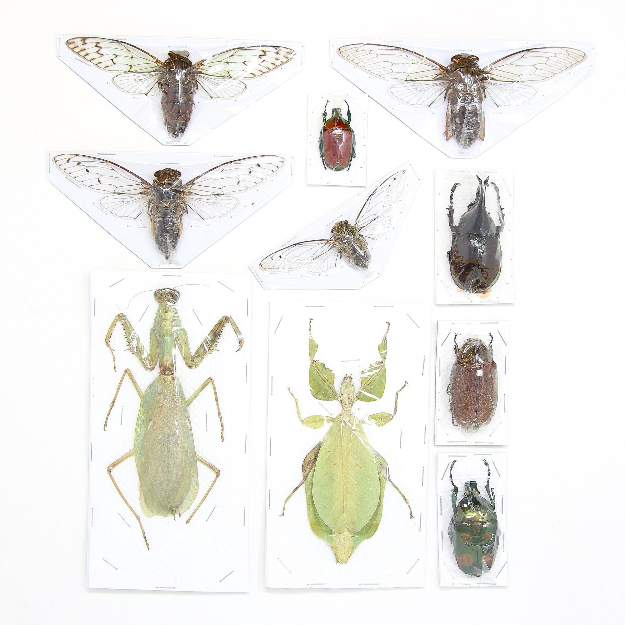Mixed Assorted Insects Bug Collection, A1 Quality Real Dry-Preserved Specimens, Entomology Taxidermy Curiosities (LOT*011)