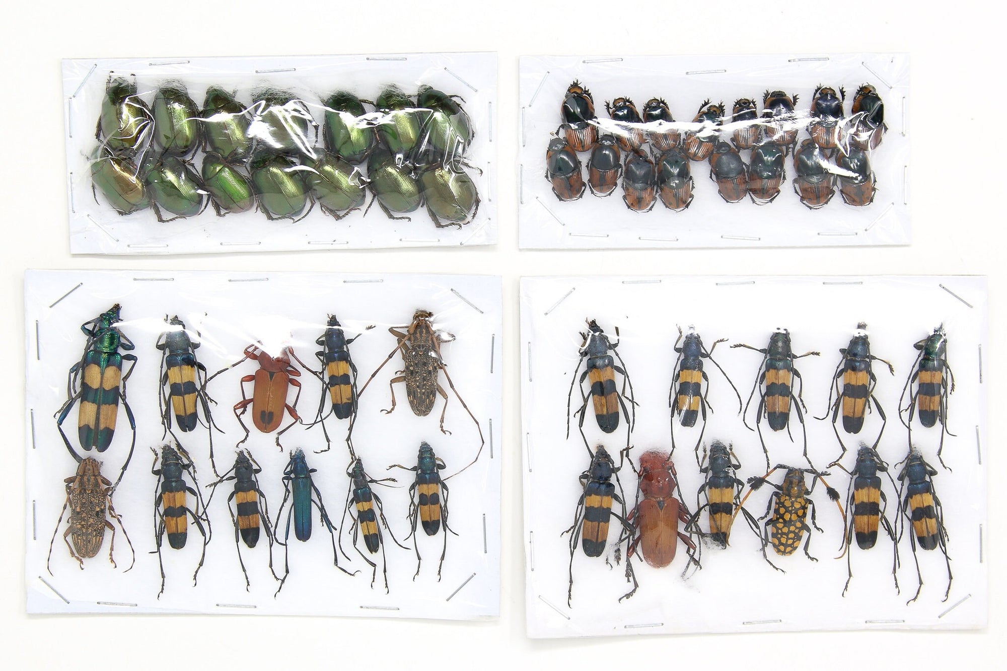 Assorted Specimens Insect Collection (Thailand) A1 Unmounted Dried Beetles, Coleoptera LOT*163