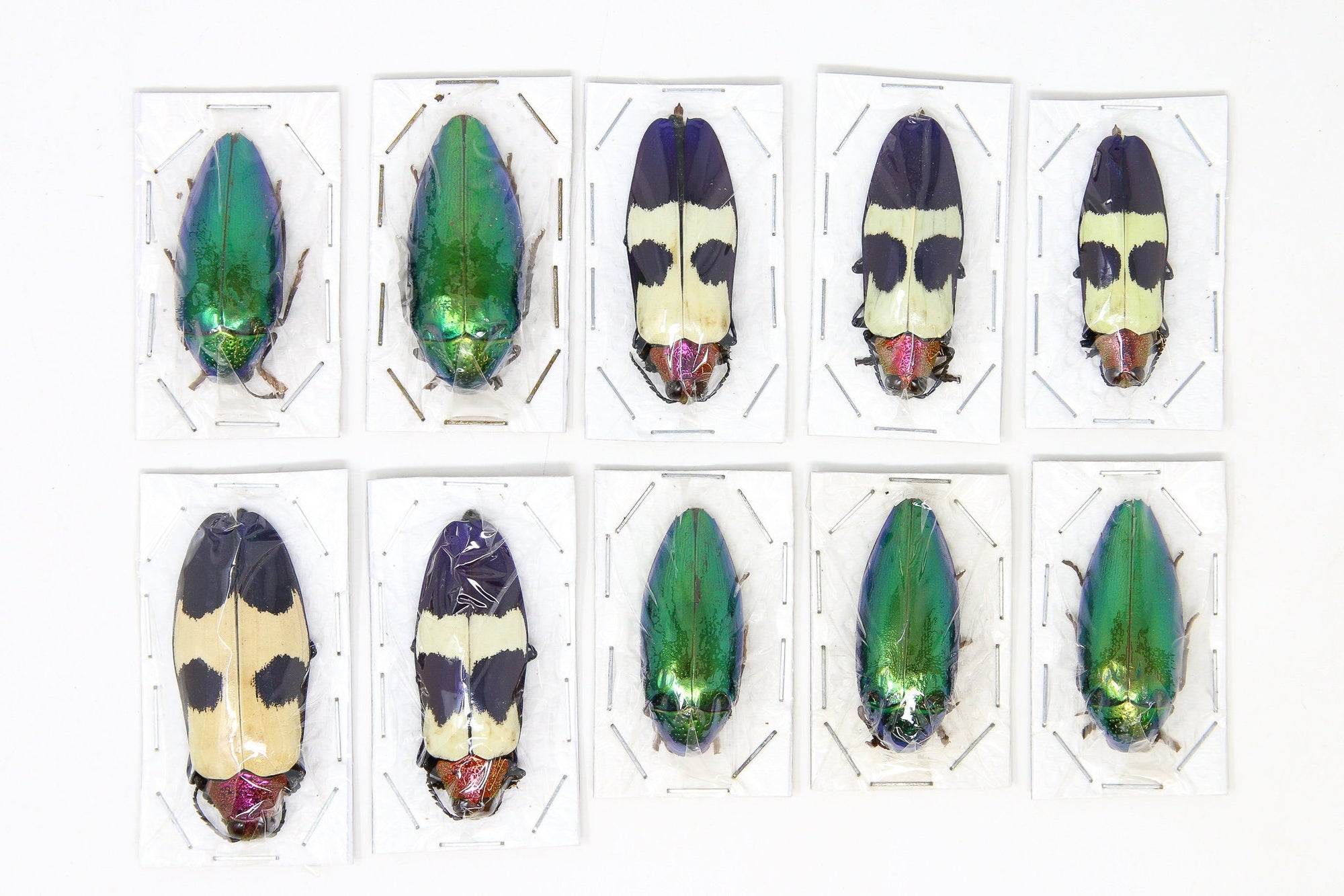 Assorted Specimens Insect Collection (Thailand) A1 Unmounted Dried Beetles, Coleoptera LOT*139