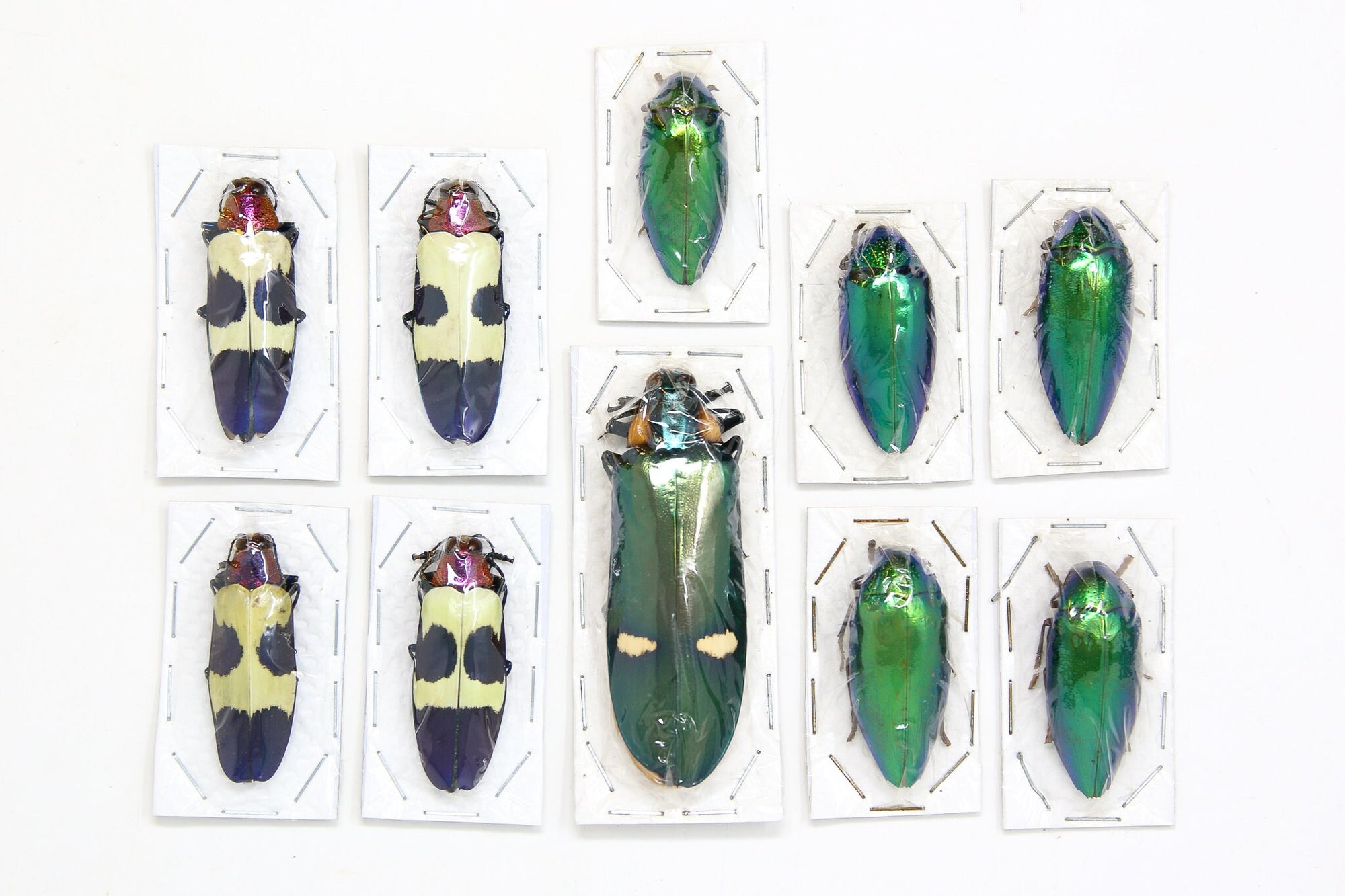 Assorted Specimens Insect Collection (Thailand) A1 Unmounted Dried Beetles, Coleoptera LOT*143