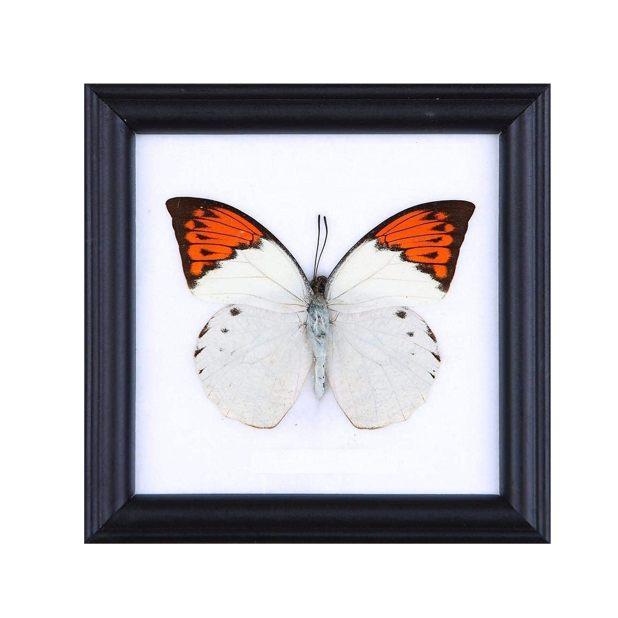 12 FRAMES (FOR RESELLERS) The Great Orange Tip | Real Butterfly Mounted Under Glass, Wall Hanging Home Décor Framed 5 x 5 In. Gift Boxed