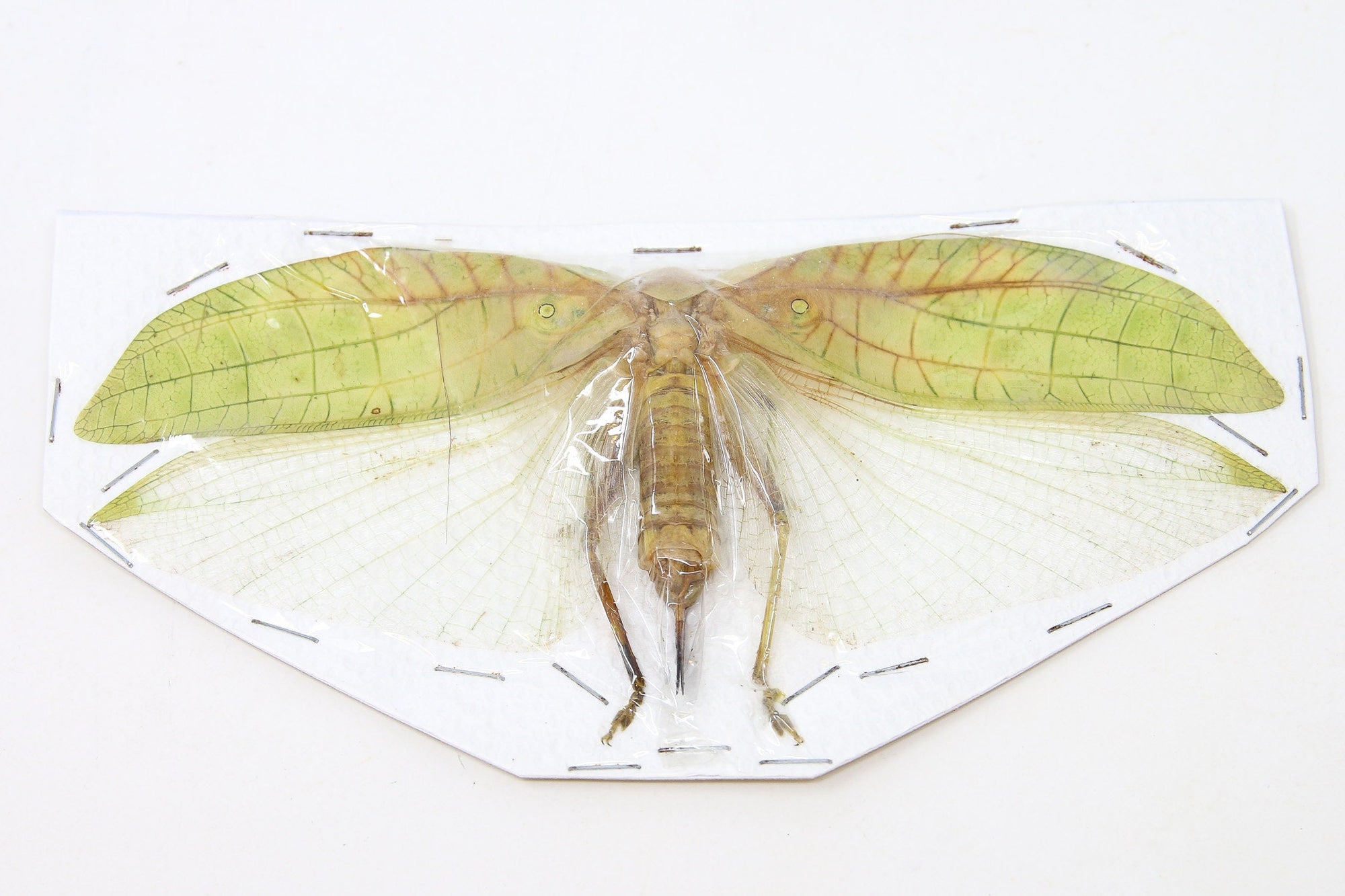 Katydid Insect Collection (Thailand) A1 Spread Specimen, Long-horned Grasshopper, Bush Cricket, Lot#23