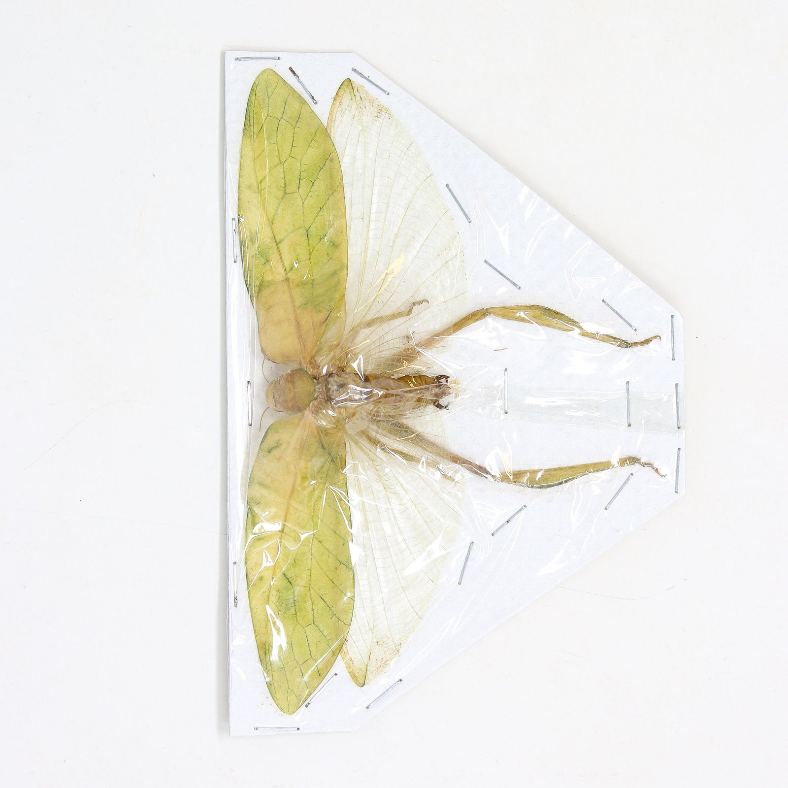 Katydid Insect Collection (Thailand) A1 Spread Specimen, Long-horned Grasshopper, Bush Cricket, Lot#29