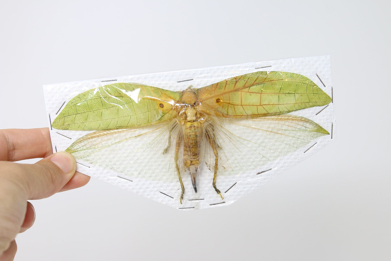 Katydid Insect Collection (Thailand) A1 Spread Specimen, Long-horned Grasshopper, Bush Cricket, Lot#35