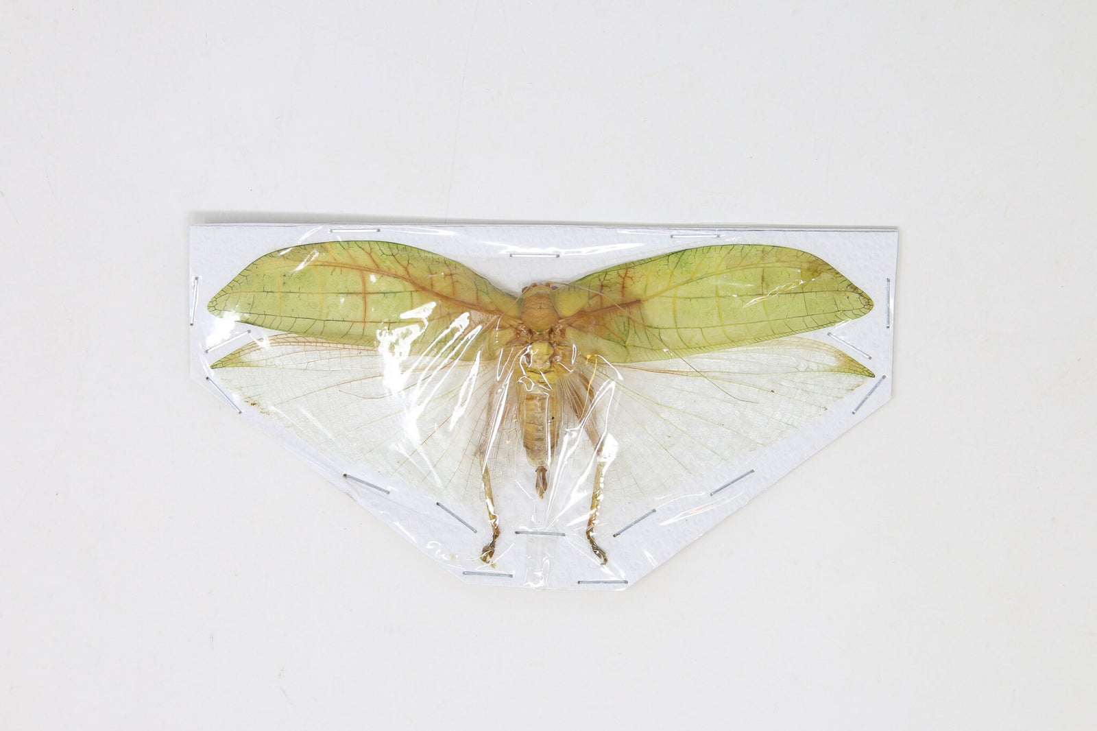 Katydid Insect Collection (Thailand) A1 Spread Specimen, Long-horned Grasshopper, Bush Cricket, Lot#31