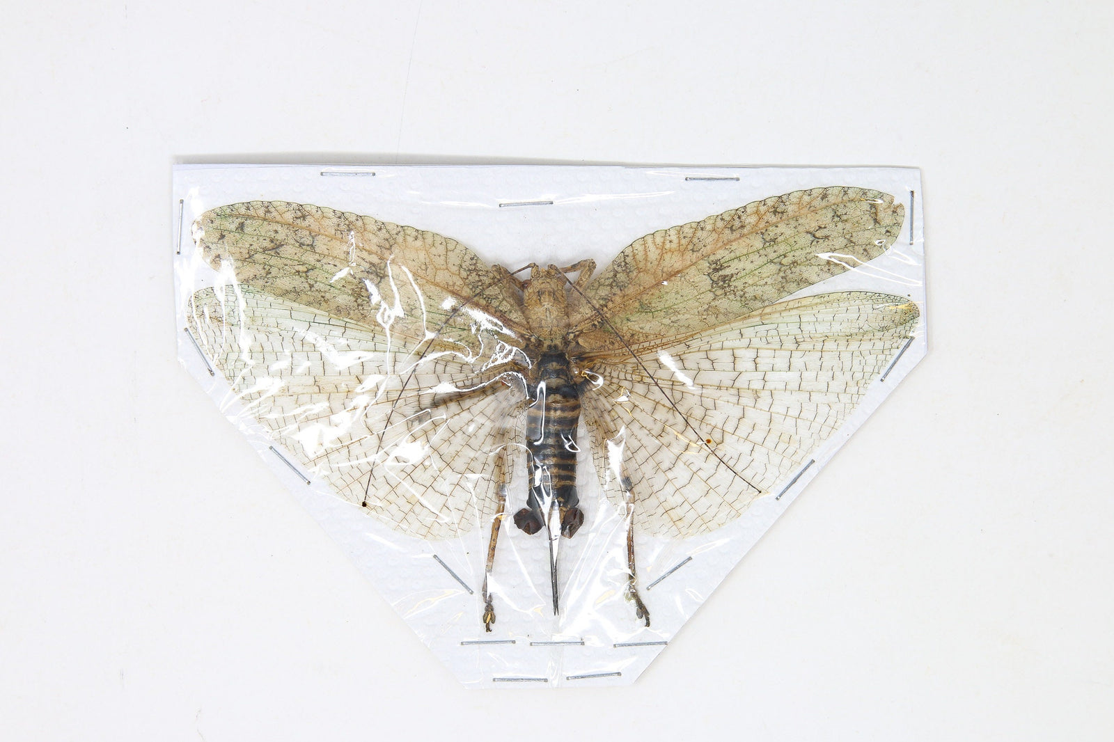 Katydid Insect Collection (Thailand) A1 Spread Specimen, Long-horned Grasshopper, Bush Cricket, Lot#11