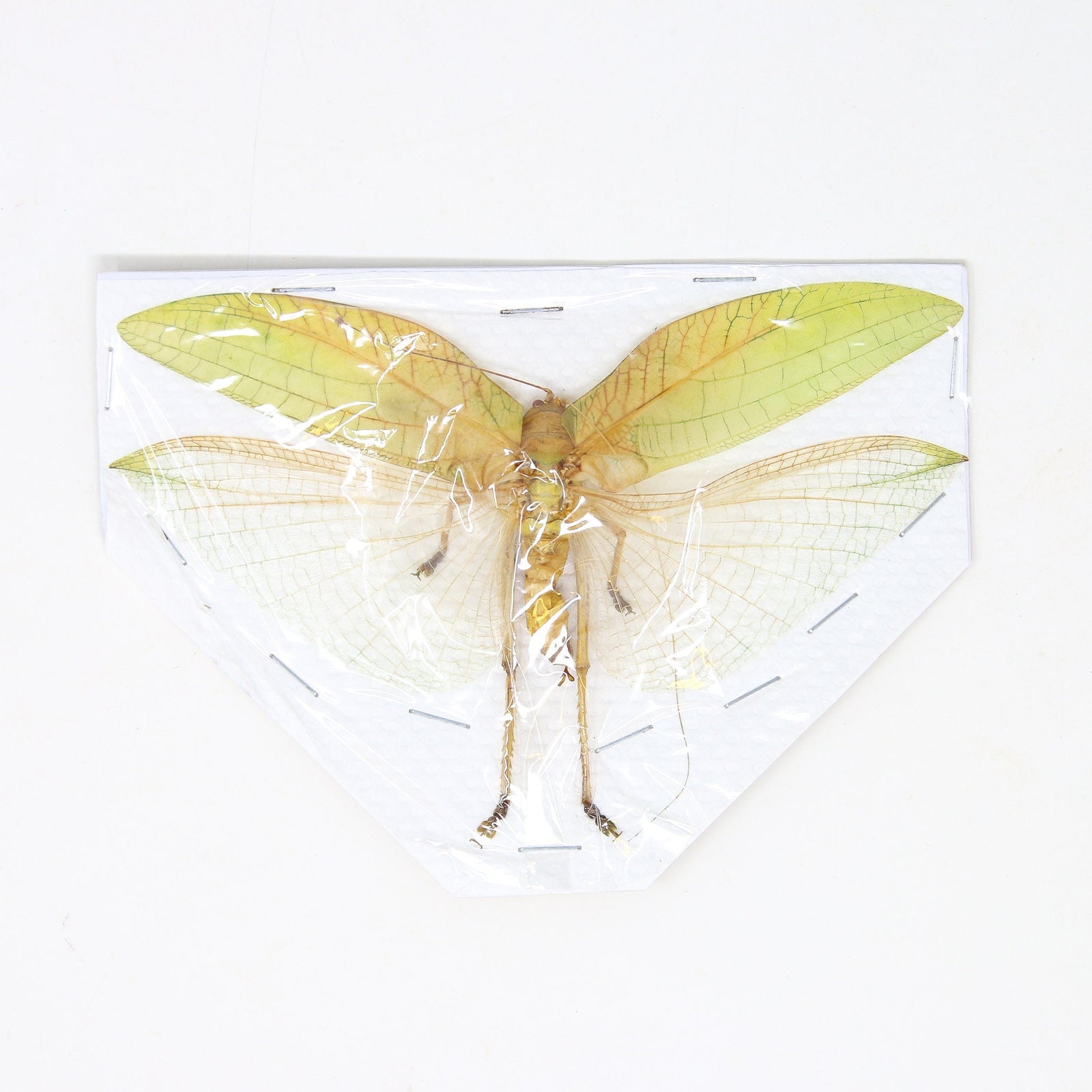 Katydid Insect Collection (Thailand) A1 Spread Specimen, Long-horned Grasshopper, Bush Cricket, Lot#30