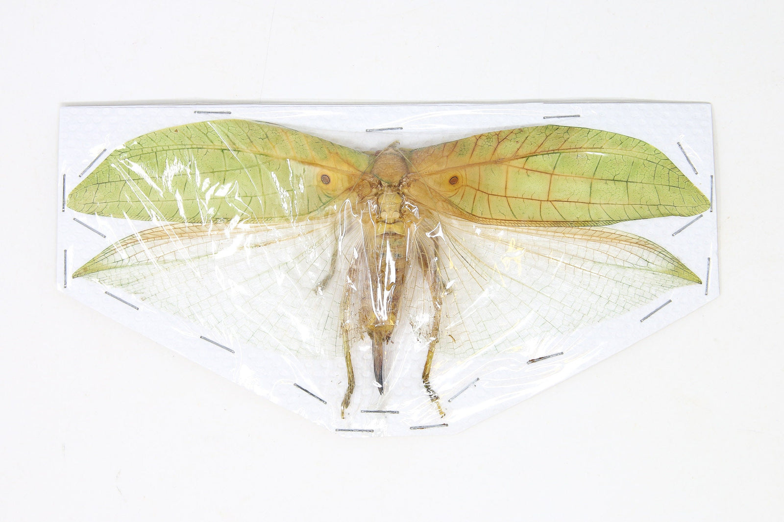 Katydid Insect Collection (Thailand) A1 Spread Specimen, Long-horned Grasshopper, Bush Cricket, Lot#35