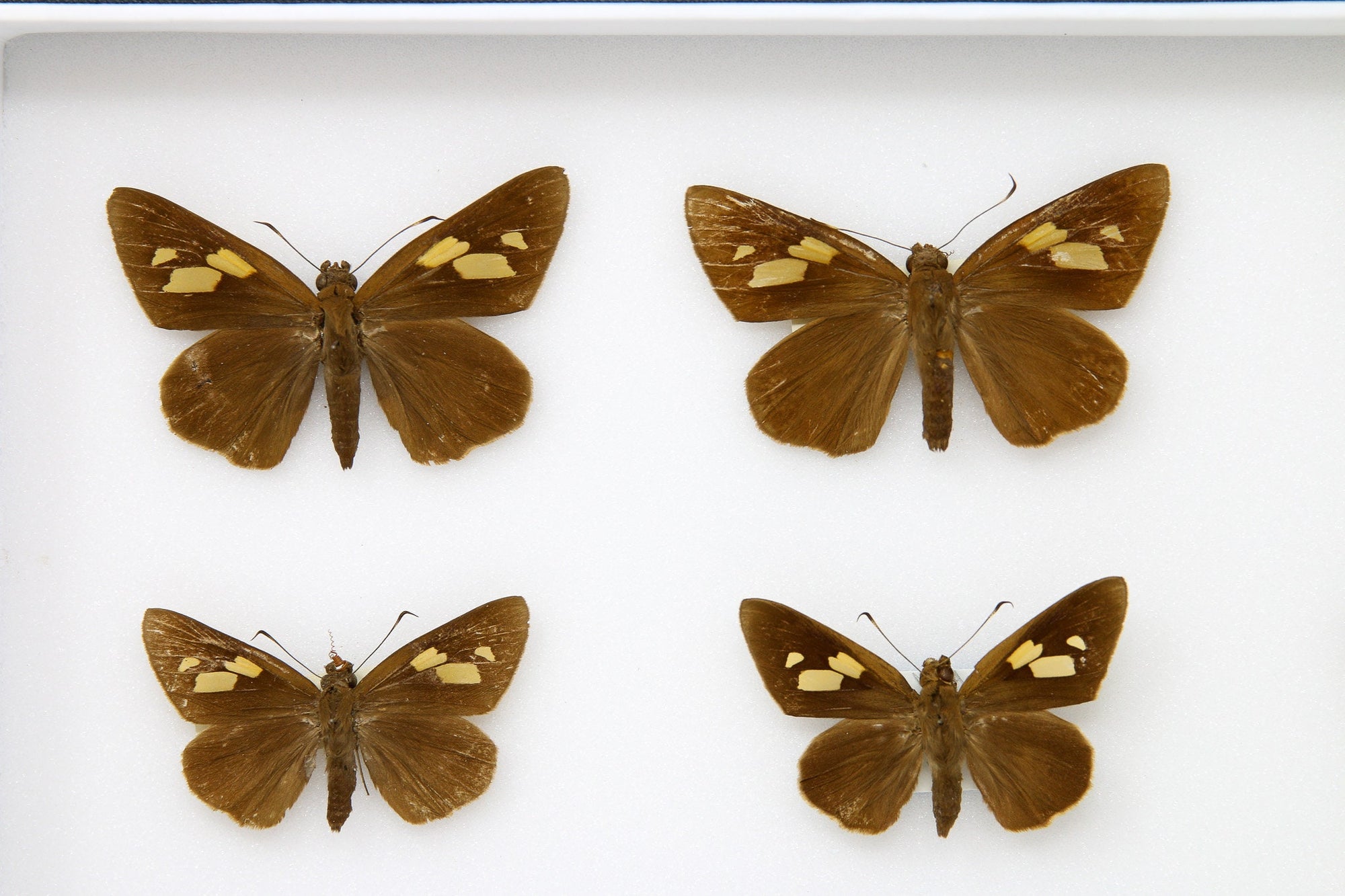 Moth Collection Pinned Box Frame Taxidermy Collection | Real Entomology Specimens | 12x9x2 inch (B112)