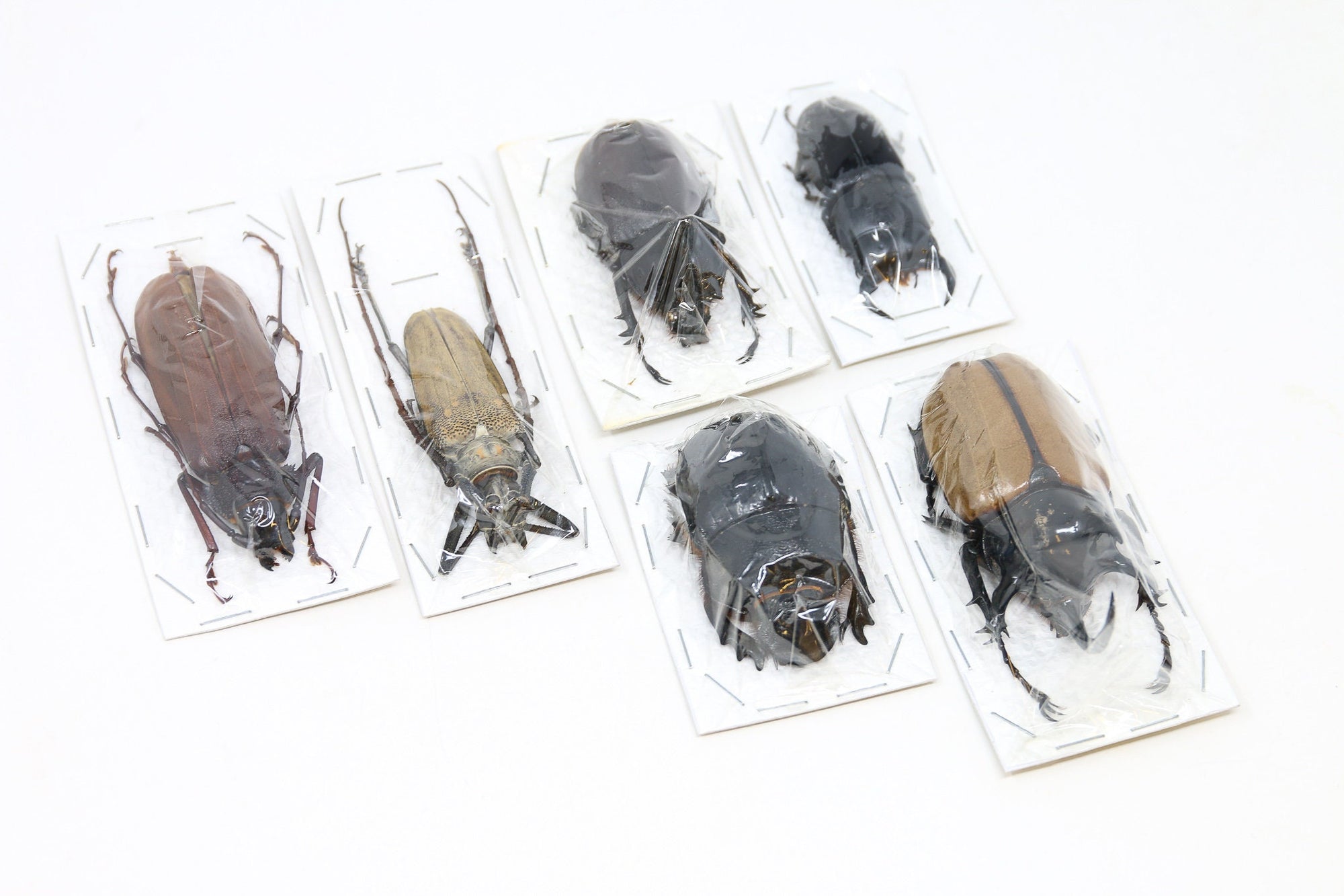 Mixed Assorted Insects Bug Collection, A1 Quality Real Dry-Preserved Specimens, Entomology Taxidermy Curiosities (LOT*124)
