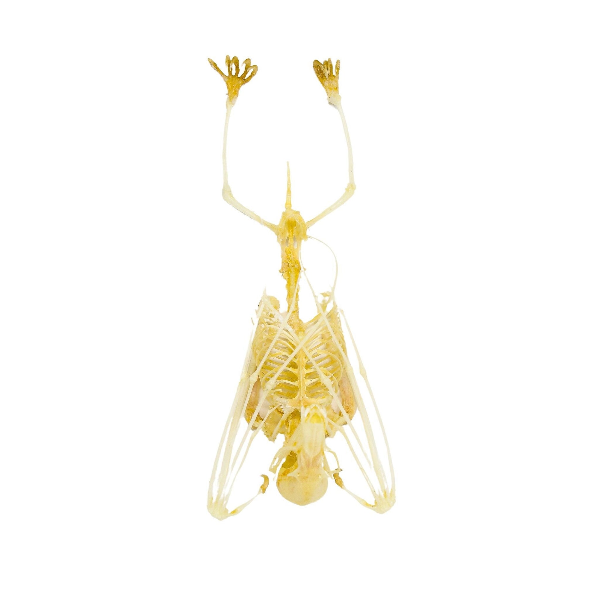 Cave Nectar Bat Skeleton Hanging (Eonycteris spelaea) | A1 Museum Quality Skeleton 5 Inch Specimen (Non-CITES)