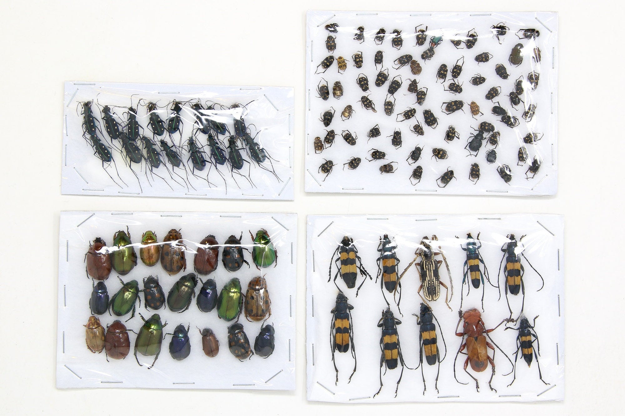 Assorted Specimens Insect Collection (Thailand) A1 Unmounted Dried Beetles, Coleoptera LOT*144