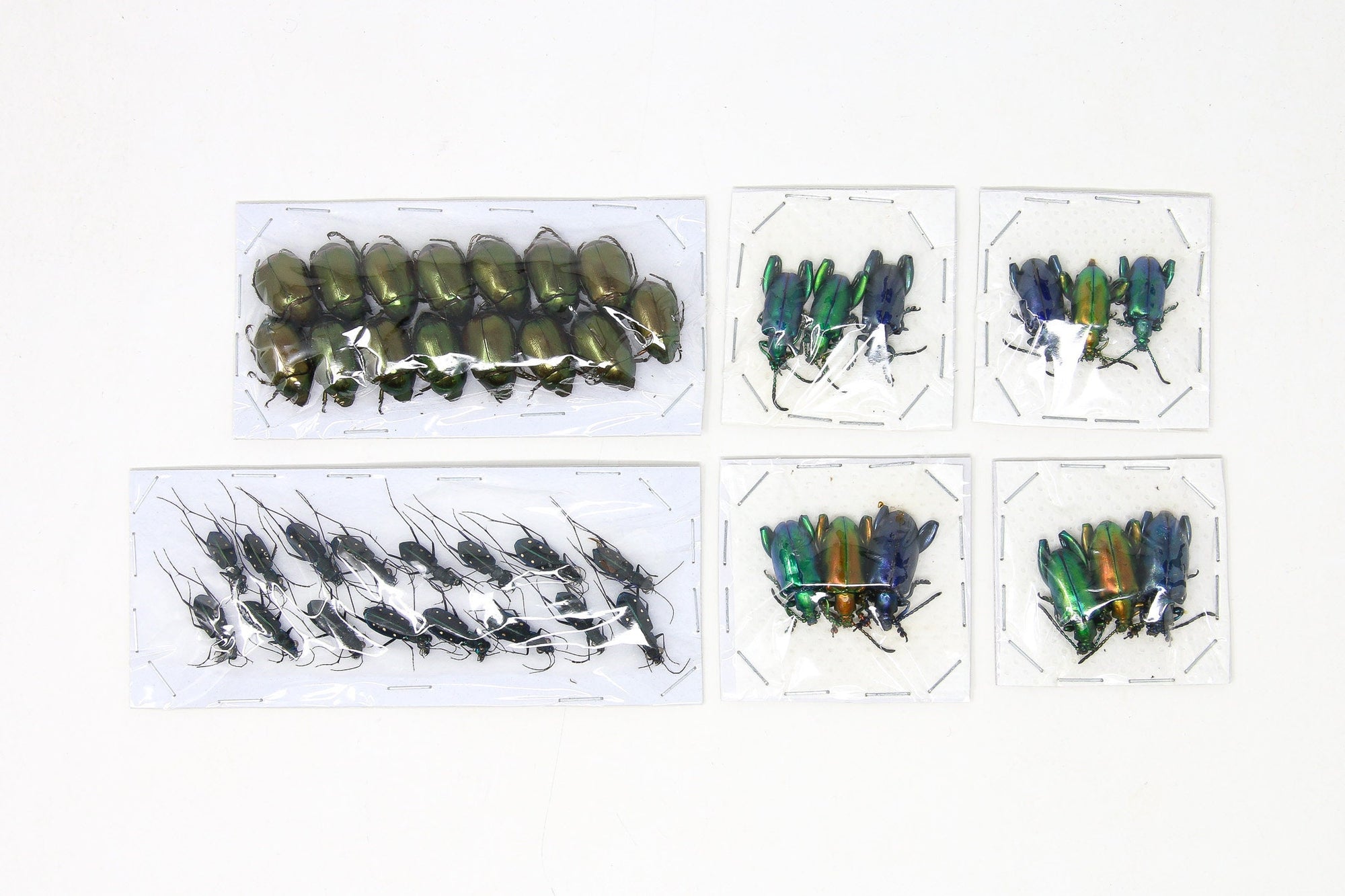 Assorted Specimens Insect Collection (Thailand) A1 Unmounted Dried Beetles, Coleoptera LOT*148