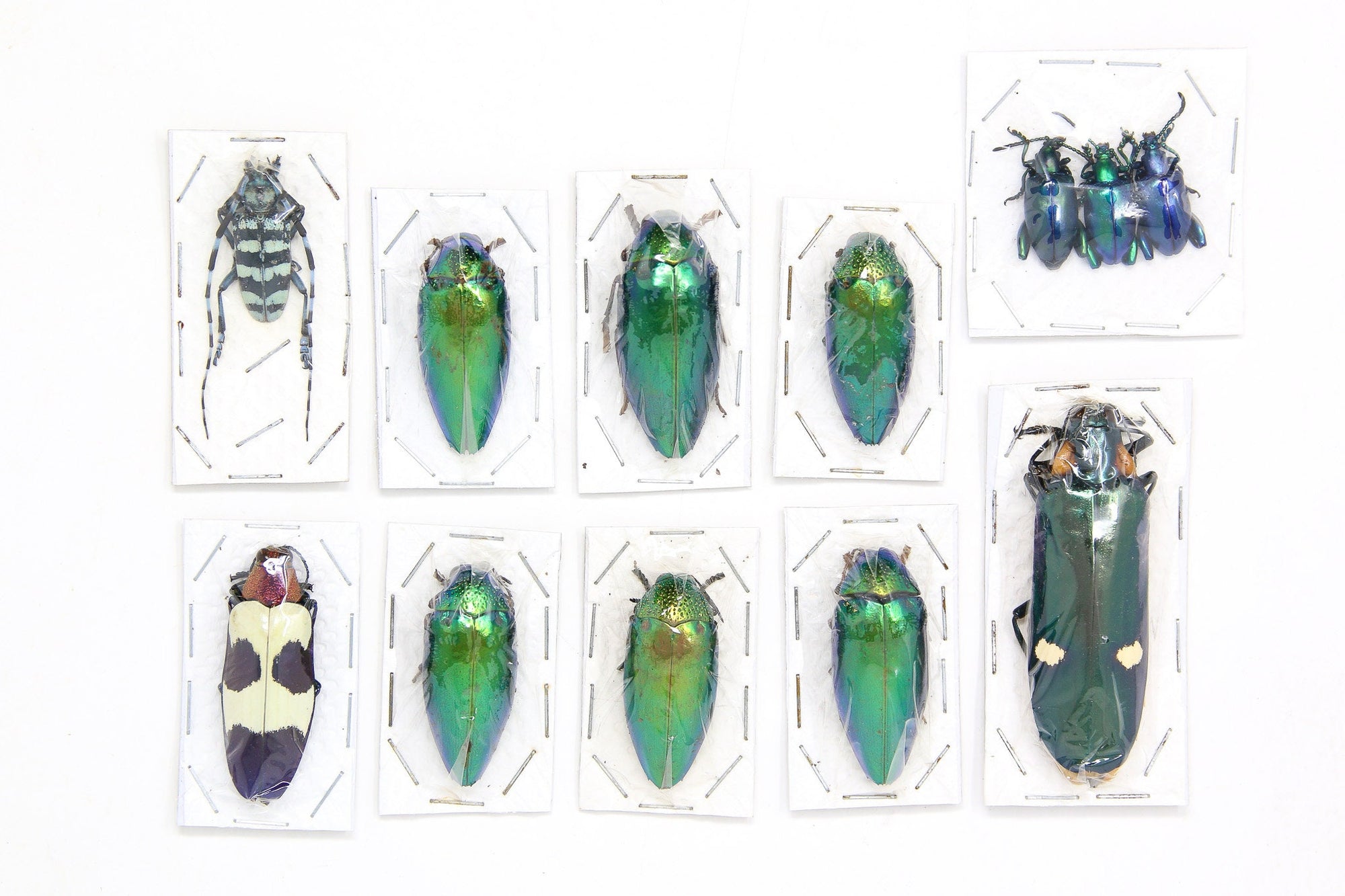 Assorted Specimens Insect Collection (Thailand) A1 Unmounted Dried Beetles, Coleoptera LOT*153