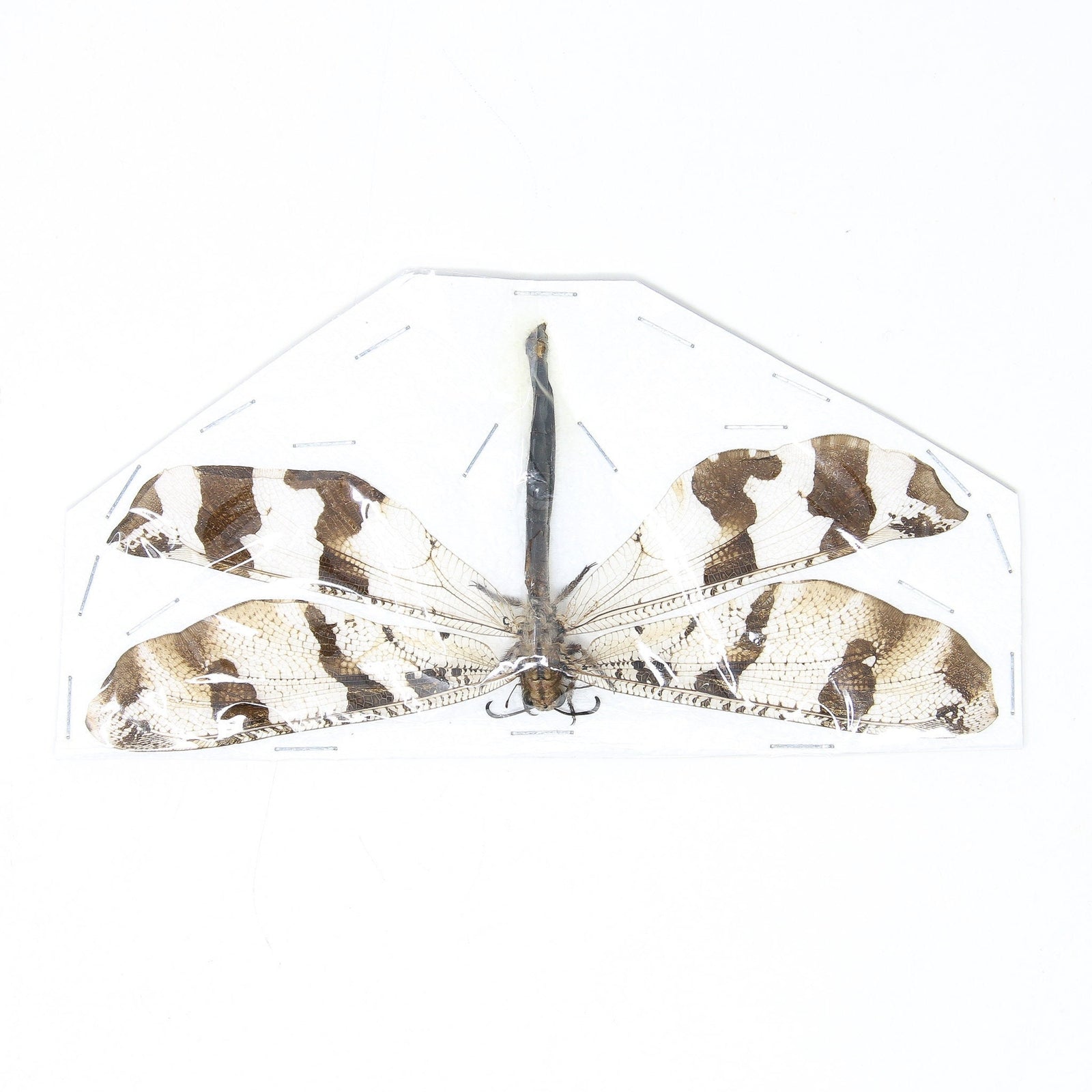 LION ANT SPREAD Specimen (Thailand) A1 Unmounted Dried Beetles, Coleoptera Lot*156