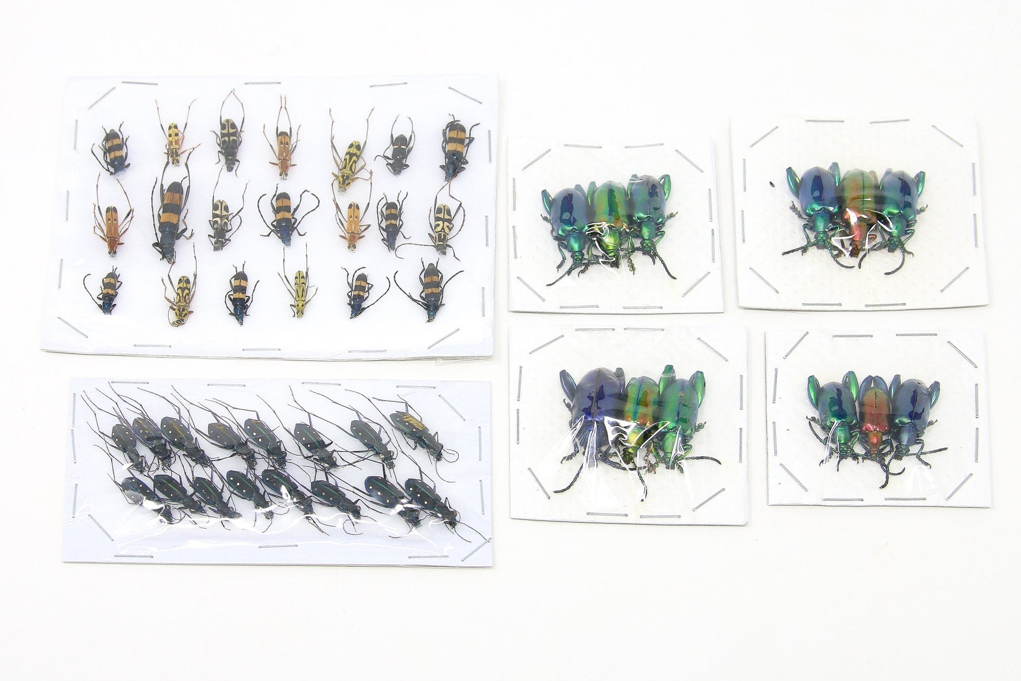 Assorted Specimens Insect Collection (Thailand) A1 Unmounted Dried Beetles, Coleoptera LOT*157