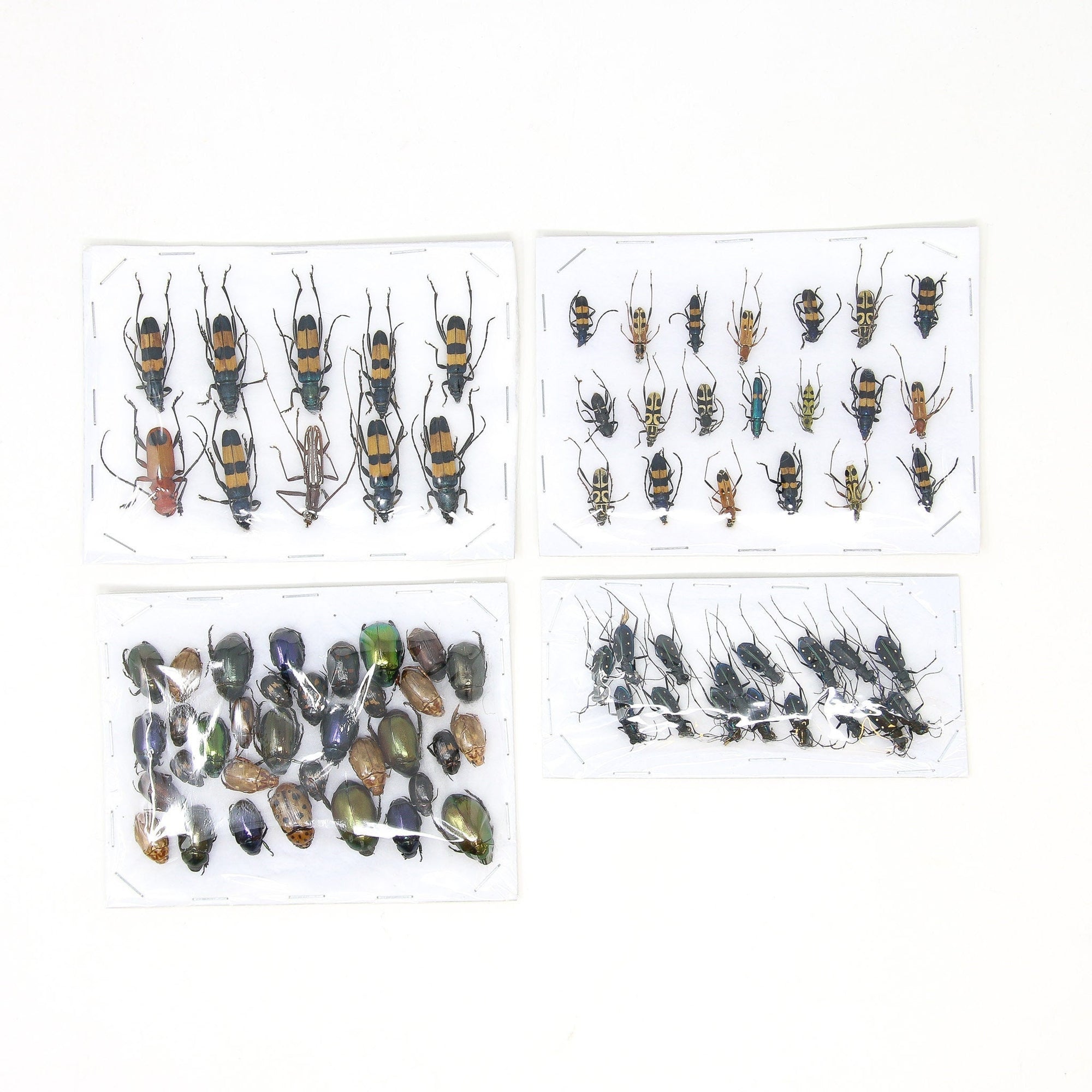 Assorted Specimens Insect Collection (Thailand) A1 Unmounted Dried Beetles, Coleoptera LOT*164