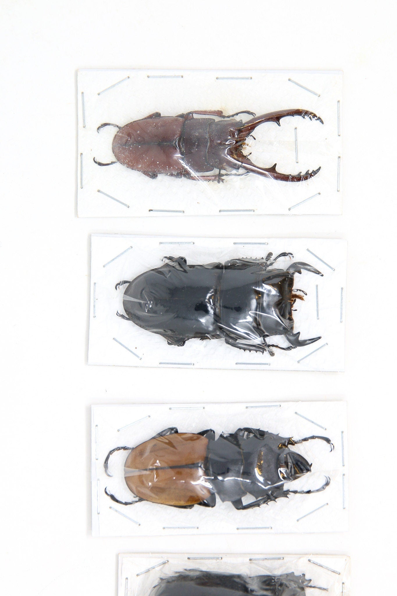 Assorted Specimens Insect Collection (Thailand) A1 Unmounted Dried Beetles, Coleoptera LOT*165