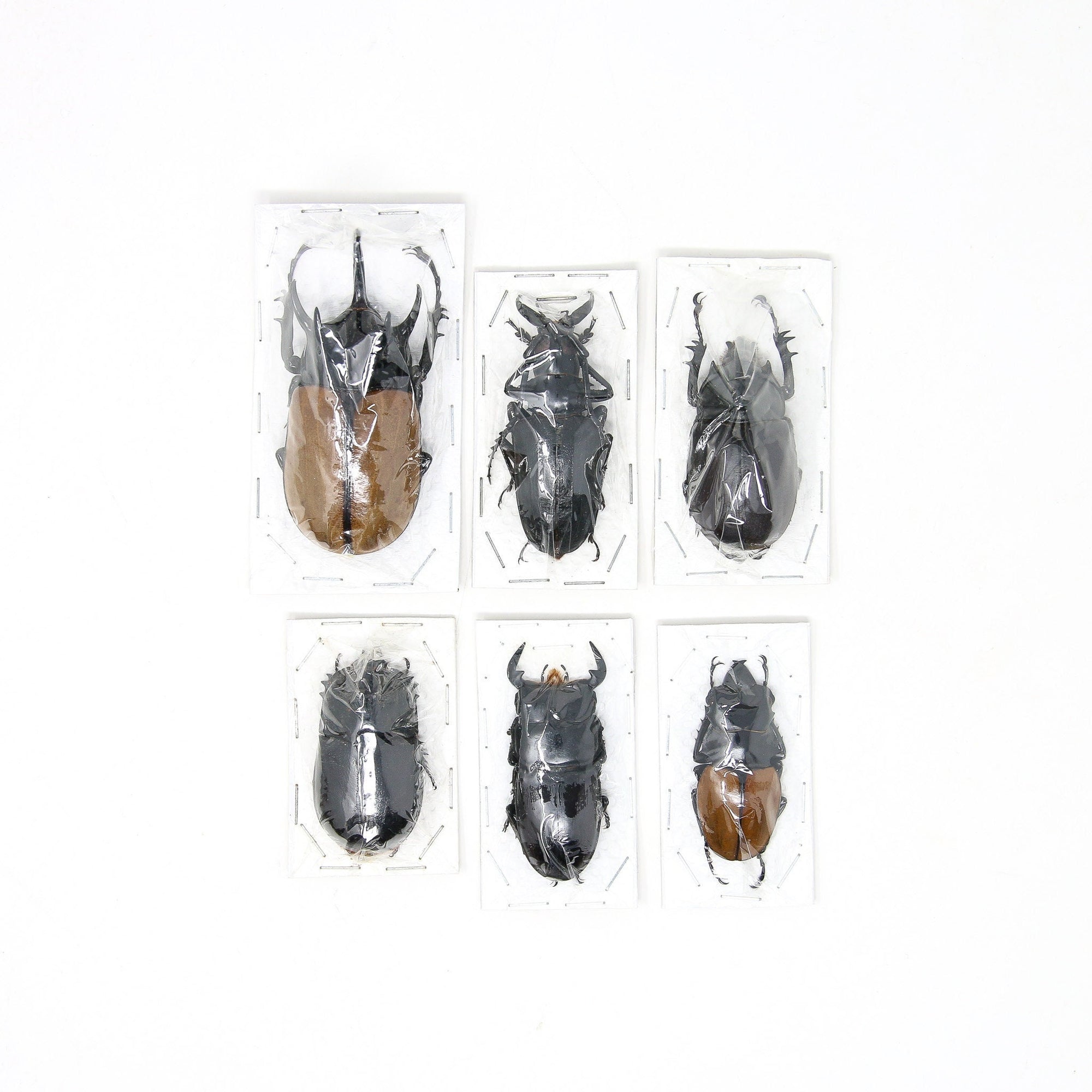 Assorted Specimens Insect Collection (Thailand) A1 Unmounted Dried Beetles, Coleoptera LOT*169