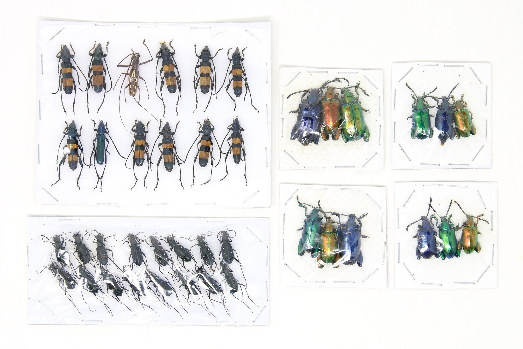 Assorted Specimens Insect Collection (Thailand) A1 Unmounted Dried Beetles, Coleoptera LOT*170