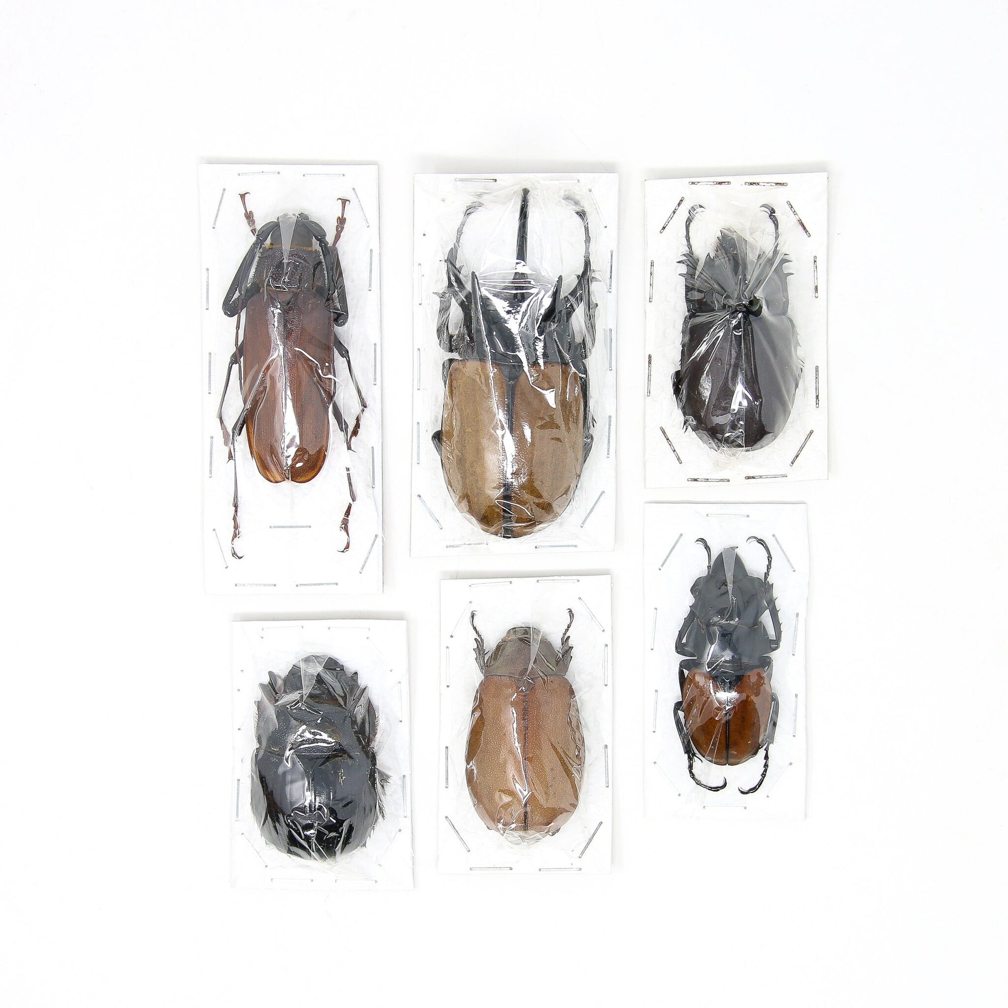 Assorted Specimens Insect Collection (Thailand) A1 Unmounted Dried Beetles, Coleoptera LOT*175